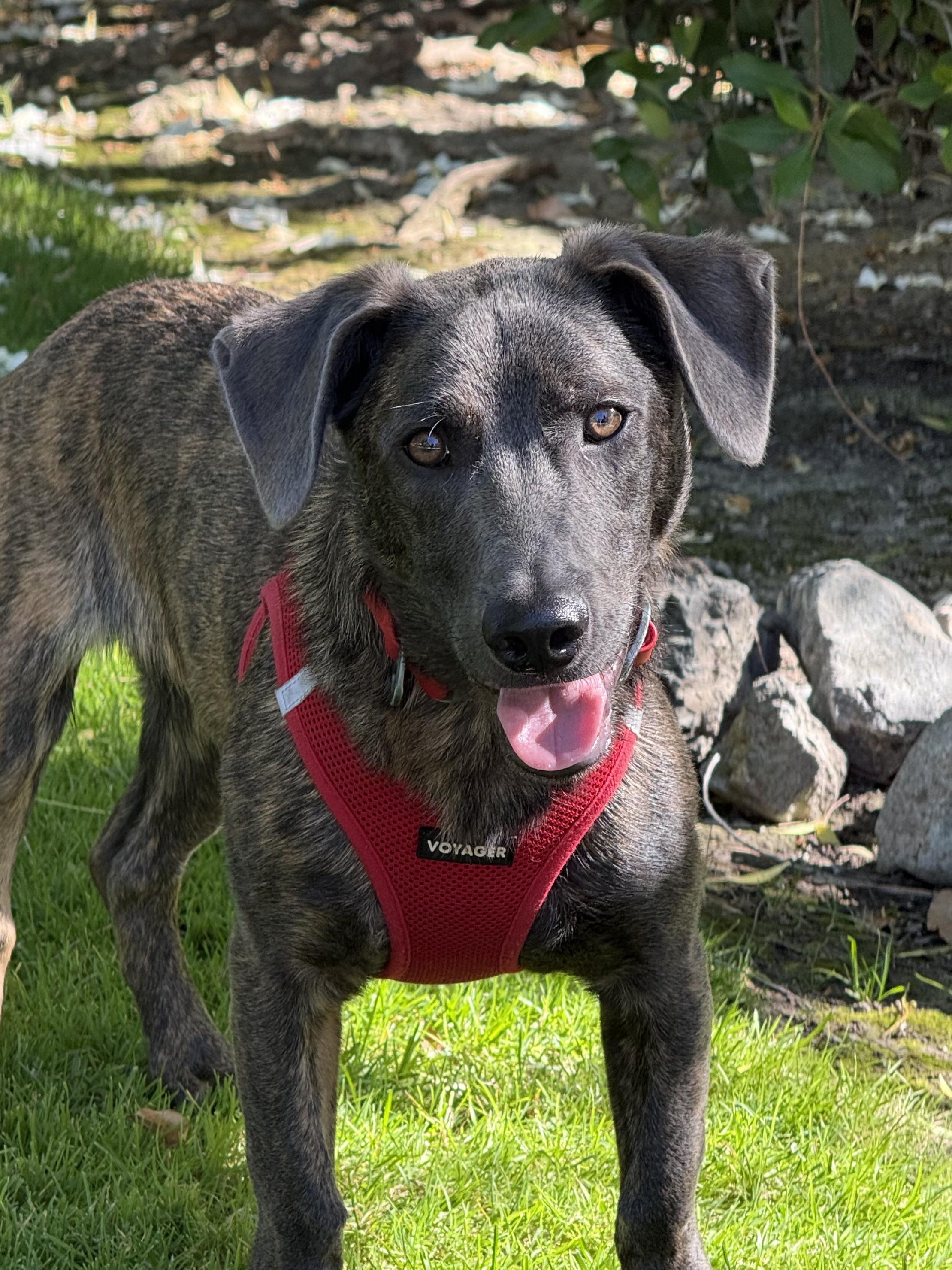 Enlarge Liam (3 Ladies and a Lad), a Adoptable mixed breed in Redwood City, CA image 6/6