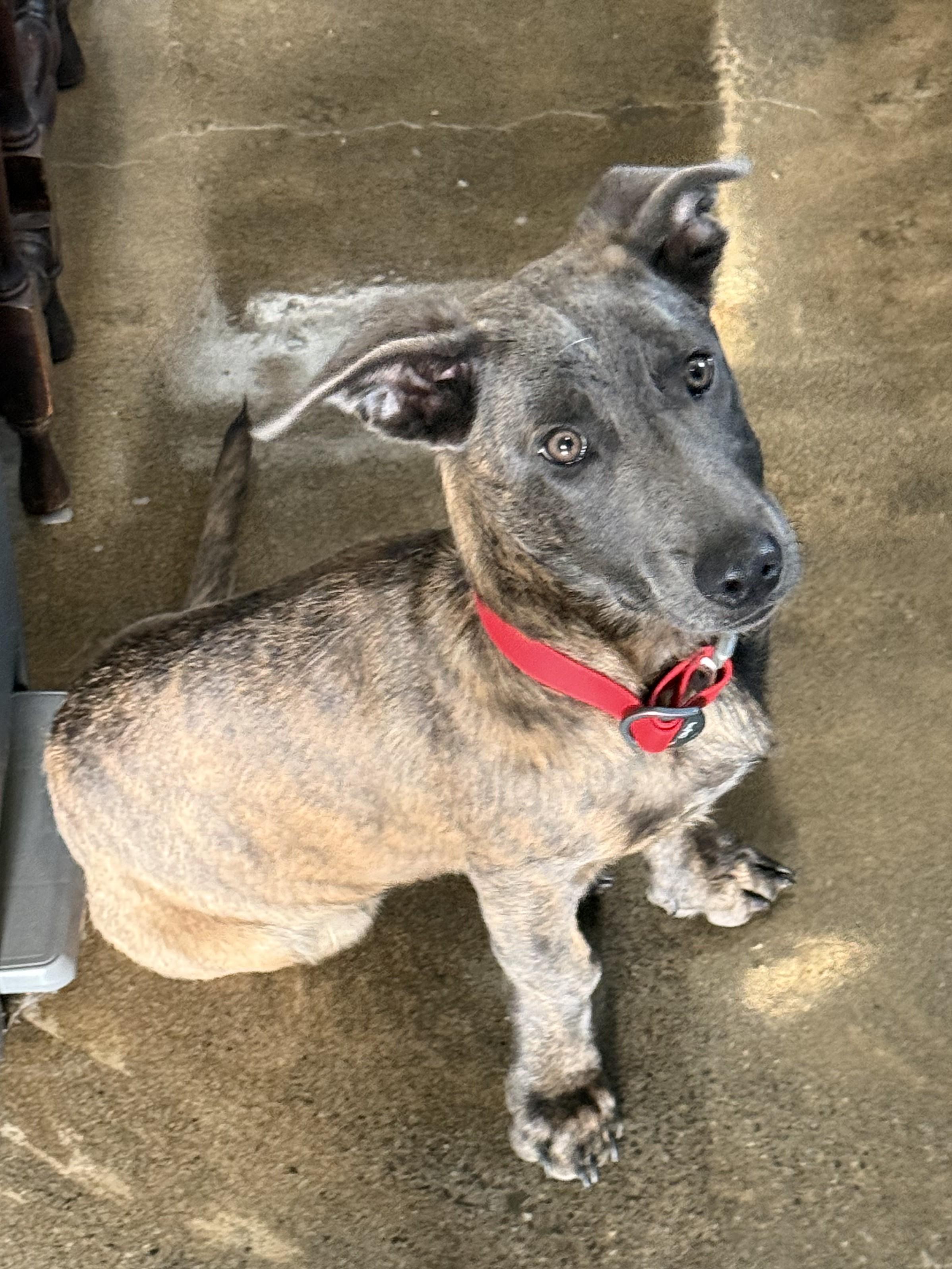 Liam (3 Ladies and a Lad), a ADOPTABLE mixed breed in Redwood City, CA image 6/6