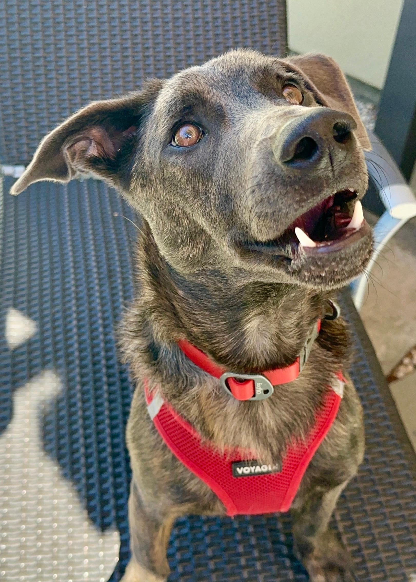 Enlarge Liam (3 Ladies and a Lad), a Adoptable mixed breed in Redwood City, CA image 6/6
