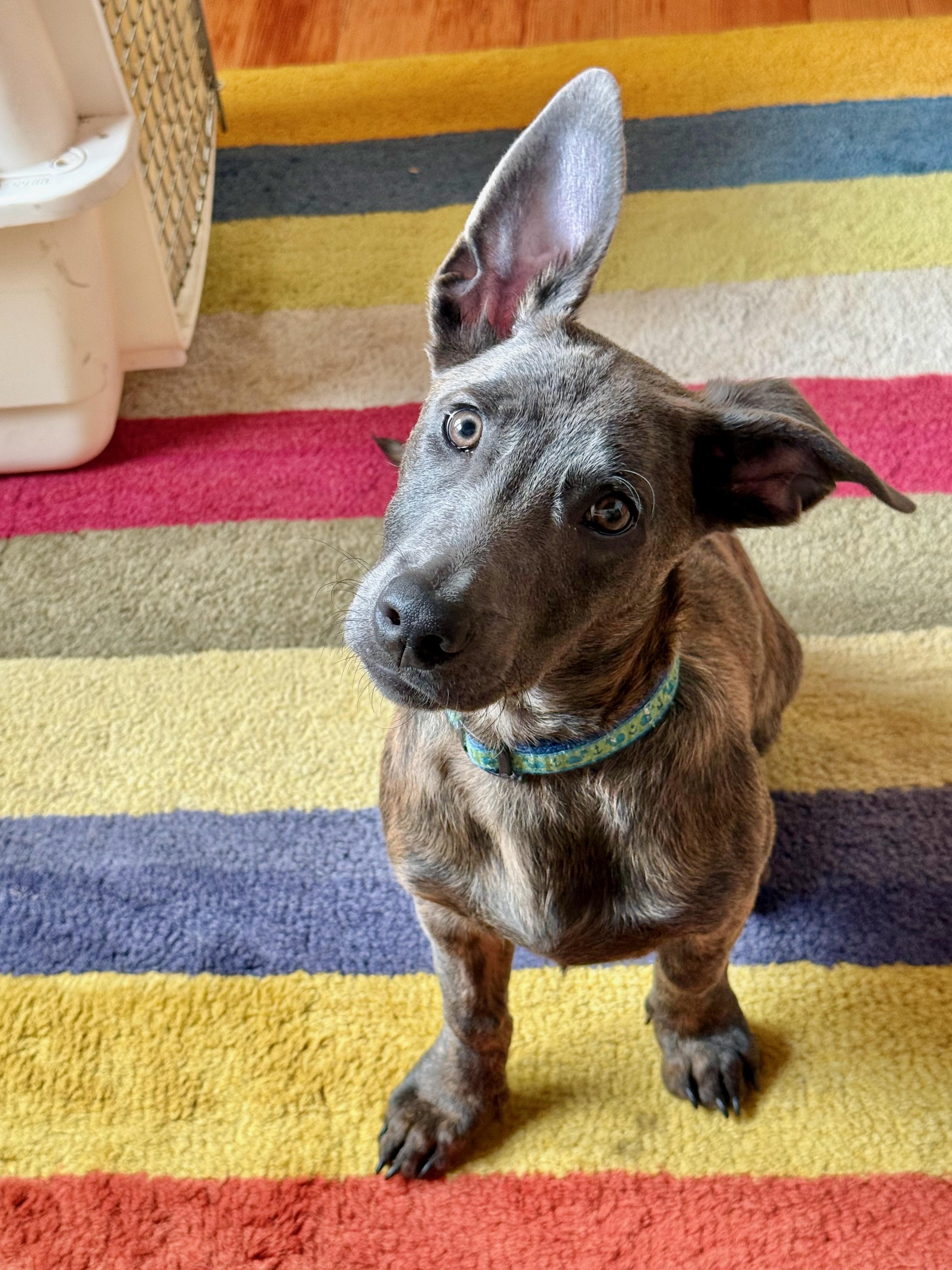 Enlarge Liam (3 Ladies and a Lad), a ADOPTABLE mixed breed in Redwood City, CA image 1/6