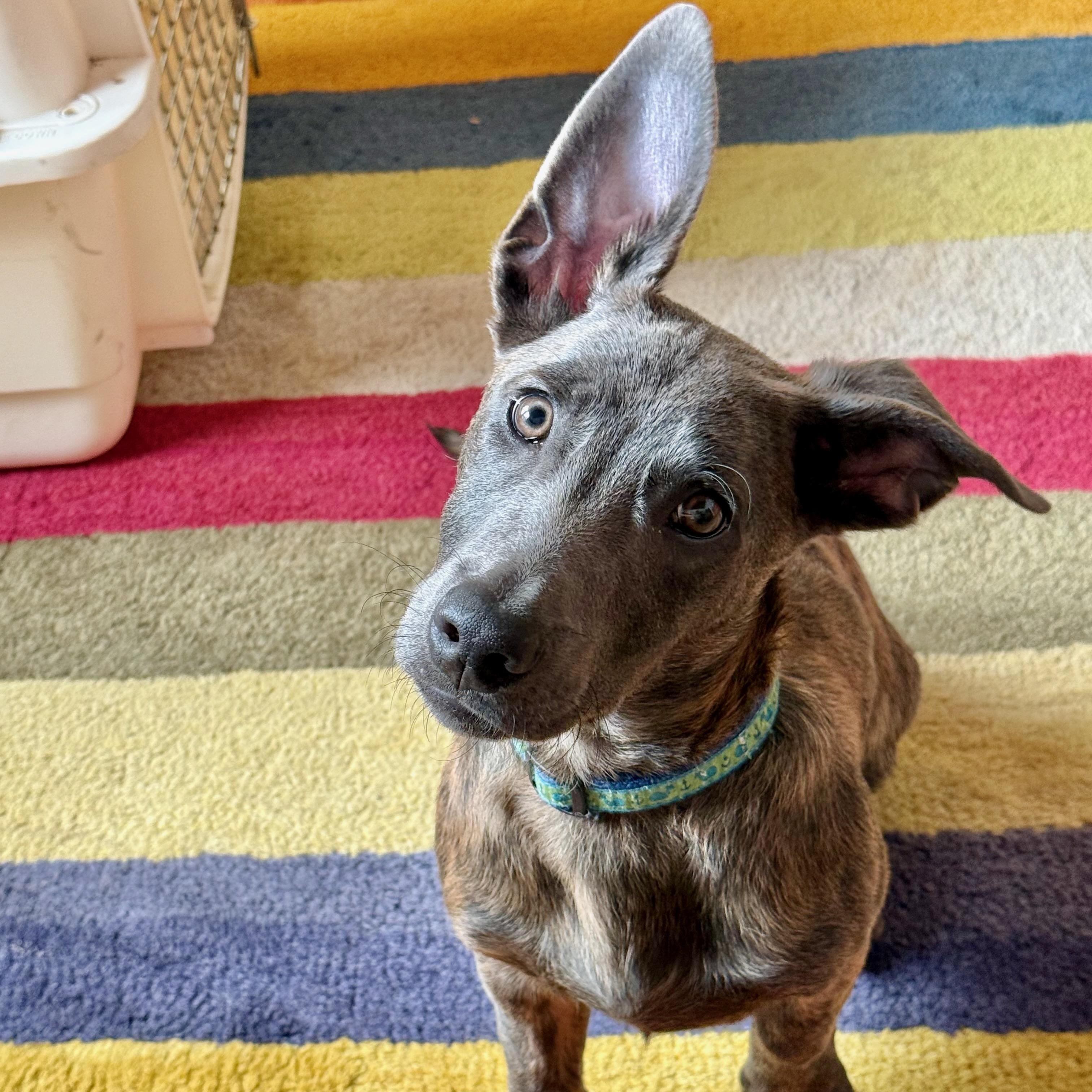 Liam (3 Ladies and a Lad), a ADOPTABLE mixed breed in Redwood City, CA image 3/6