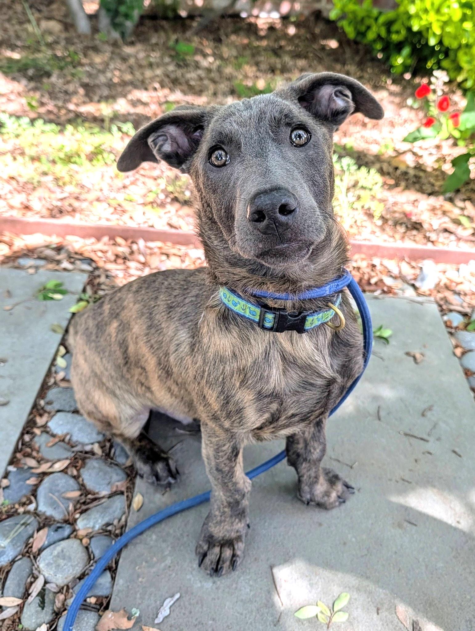 Enlarge Liam (3 Ladies and a Lad), a ADOPTABLE mixed breed in Redwood City, CA image 5/6