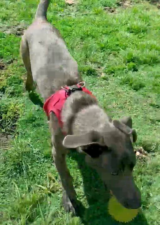 Enlarge Liam (3 Ladies and a Lad), a Adoptable mixed breed in Redwood City, CA video 4/6