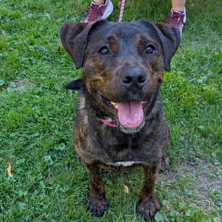Eva, Adoptable, Adult Female Mixed Breed & Labrador Retriever.