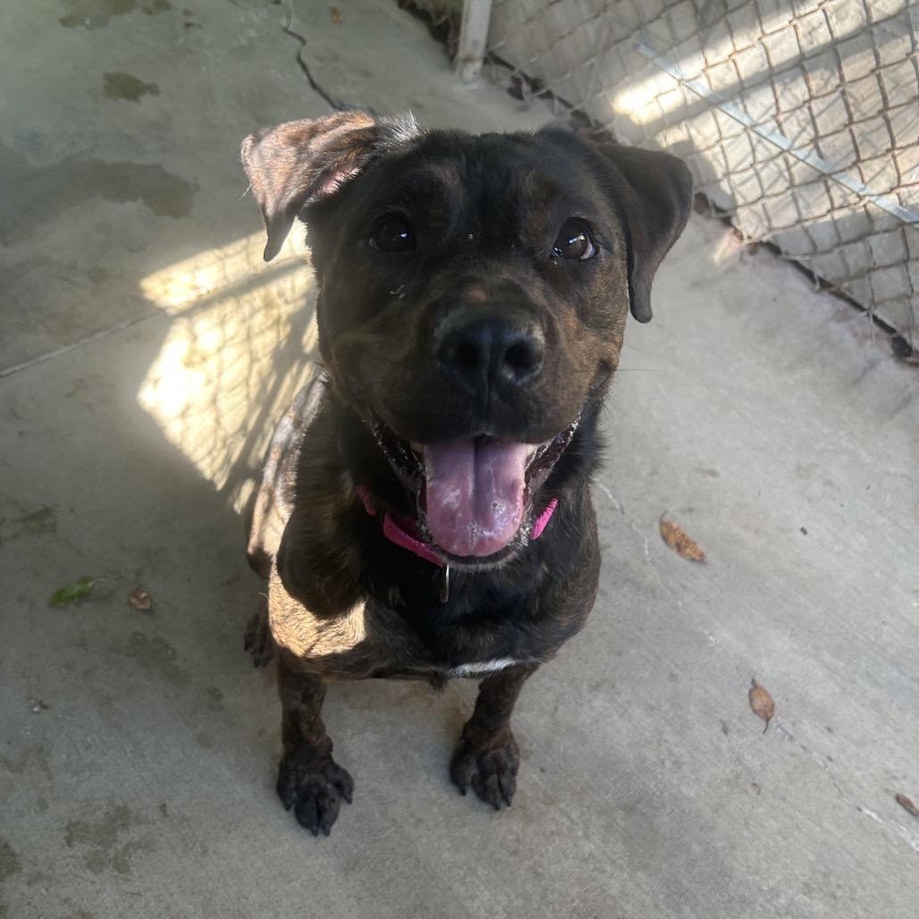 Enlarge Eva, a Adoptable mixed breed in Greenville, PA image 2/4