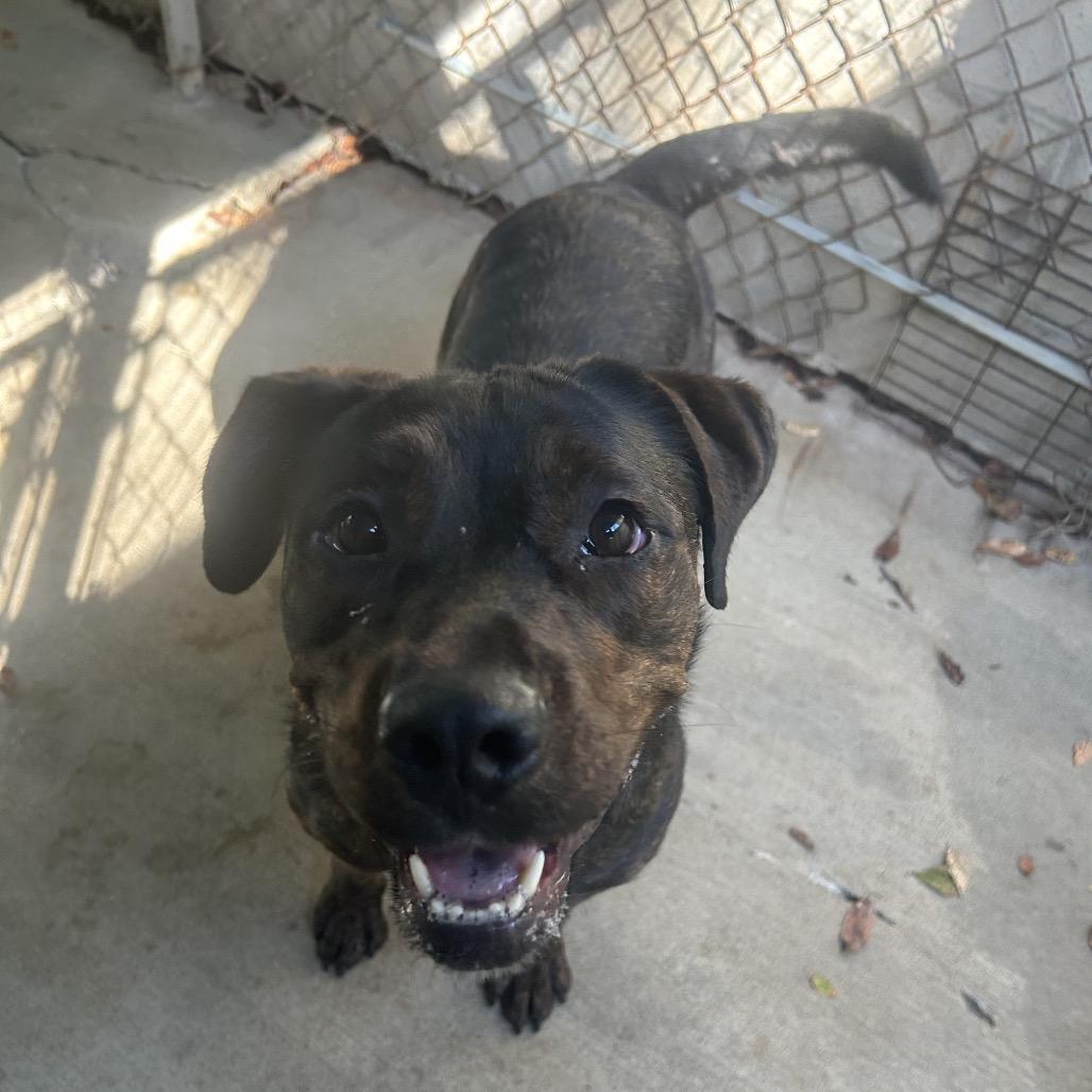 Enlarge Eva, a Adoptable mixed breed in Greenville, PA image 3/4