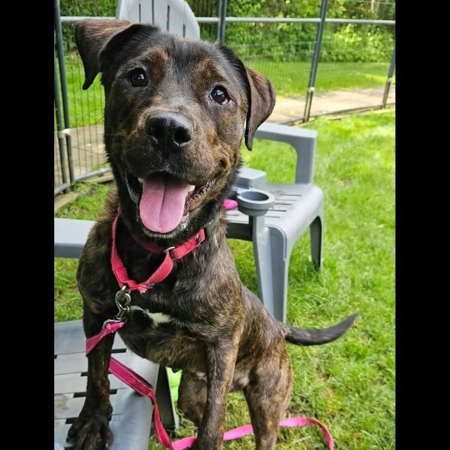 Enlarge Eva, a Adoptable mixed breed in Greenville, PA image 4/4