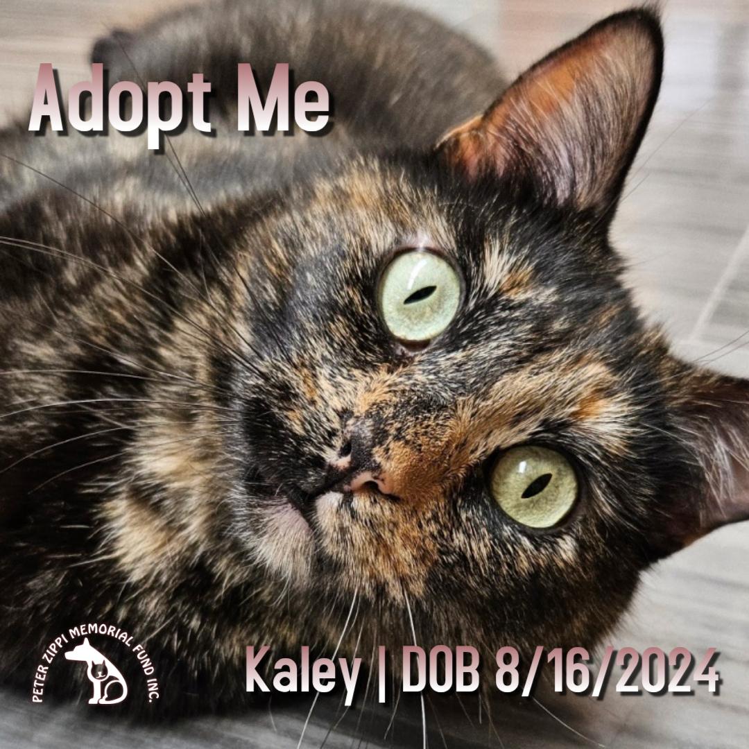 Kaley, ADOPTABLE, Adult Female Tortoiseshell & Domestic Short Hair.