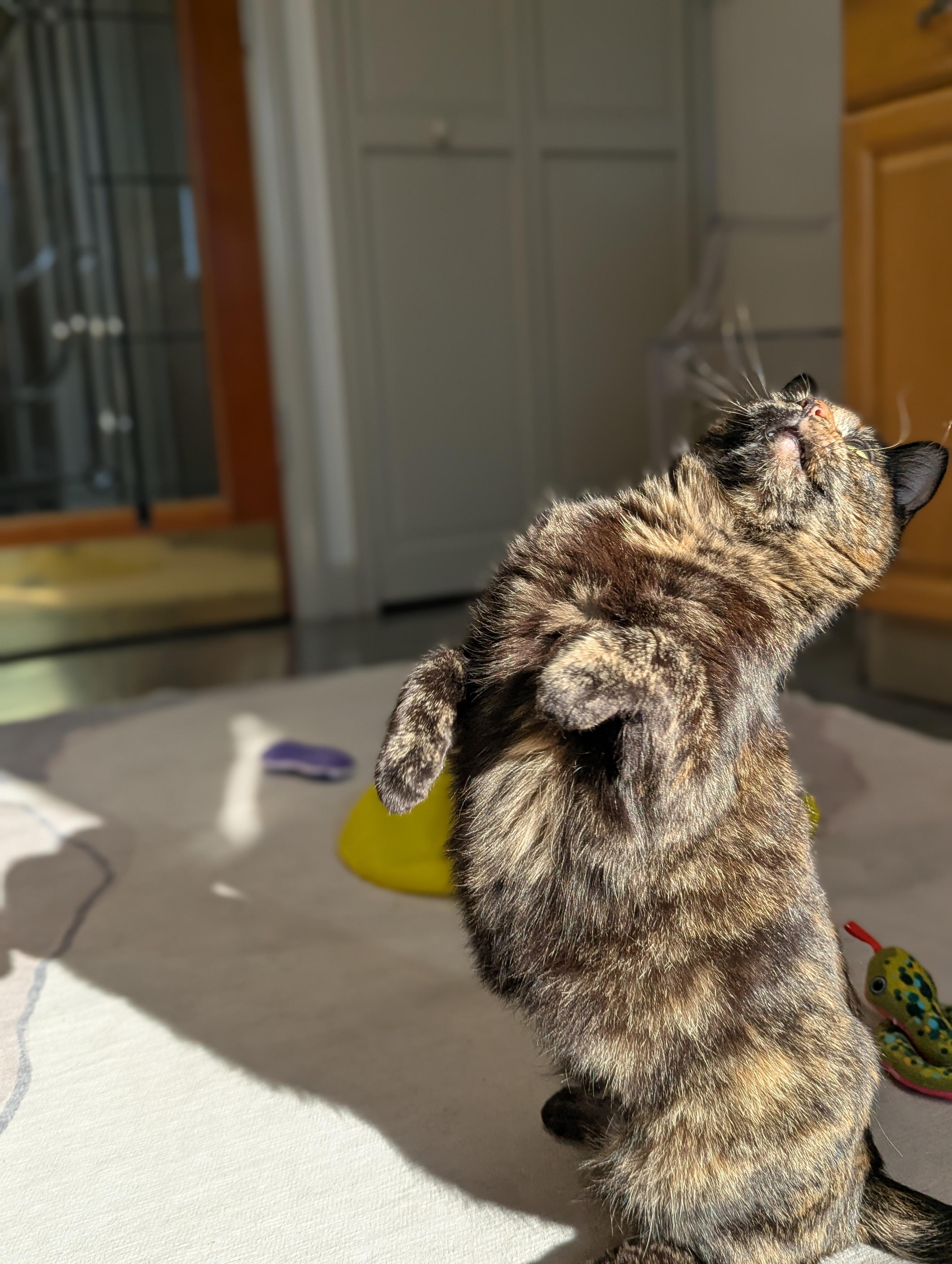 Enlarge Kaley, a ADOPTABLE mixed breed in Hermosa Beach, CA image 3/5