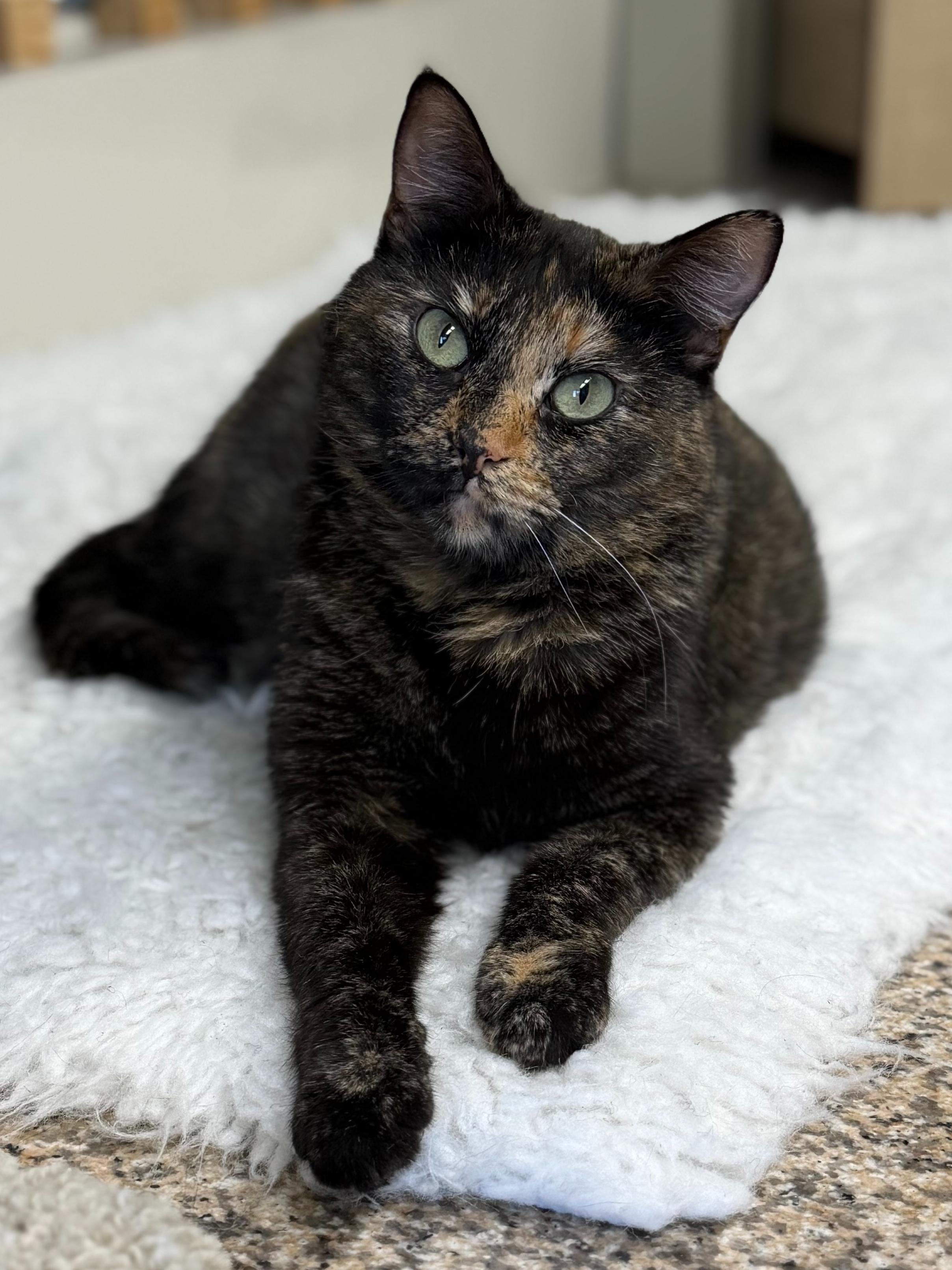 Enlarge Kaley, a ADOPTABLE mixed breed in Hermosa Beach, CA image 2/5