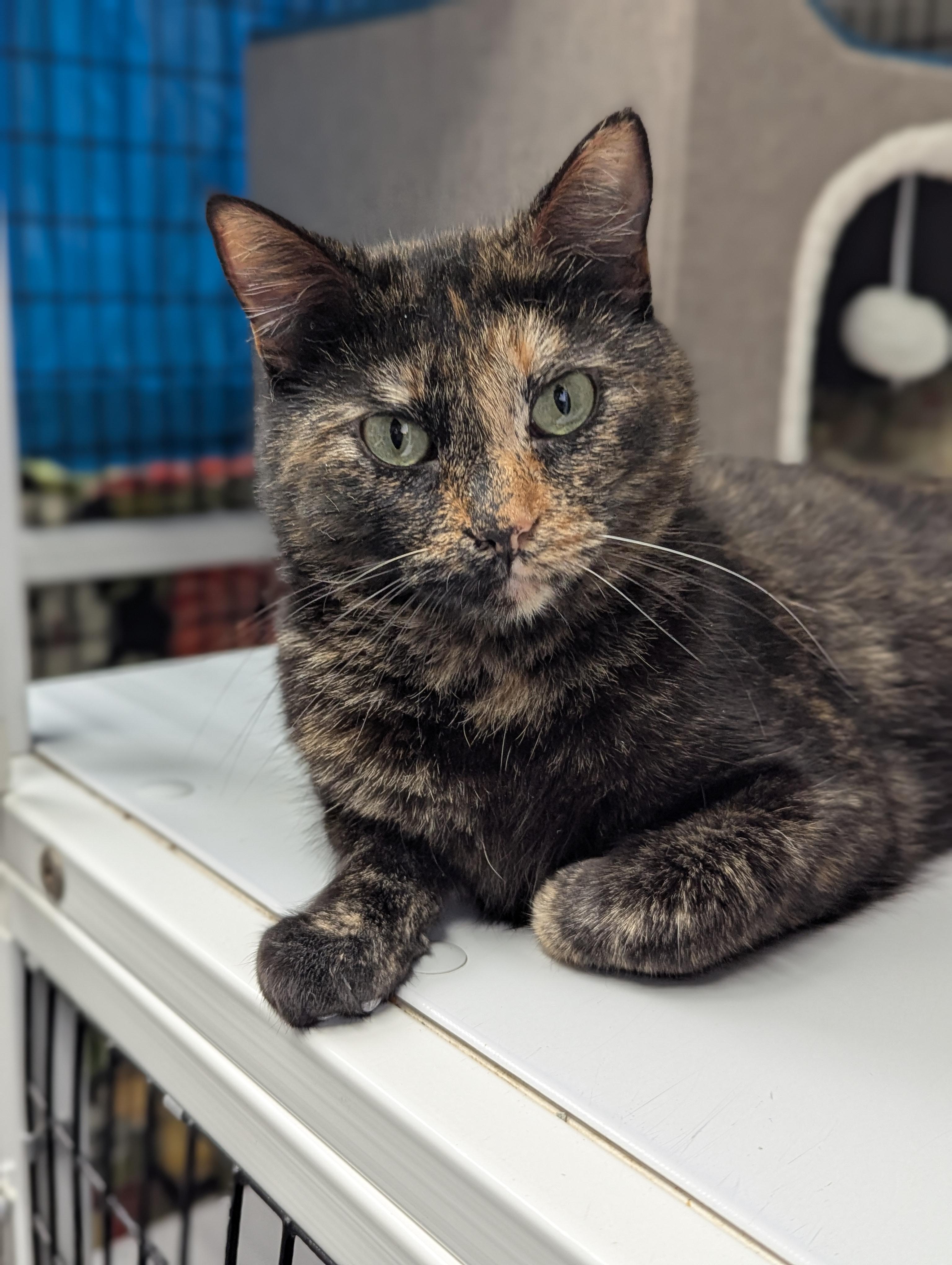 Enlarge Kaley, a ADOPTABLE mixed breed in Hermosa Beach, CA image 5/5