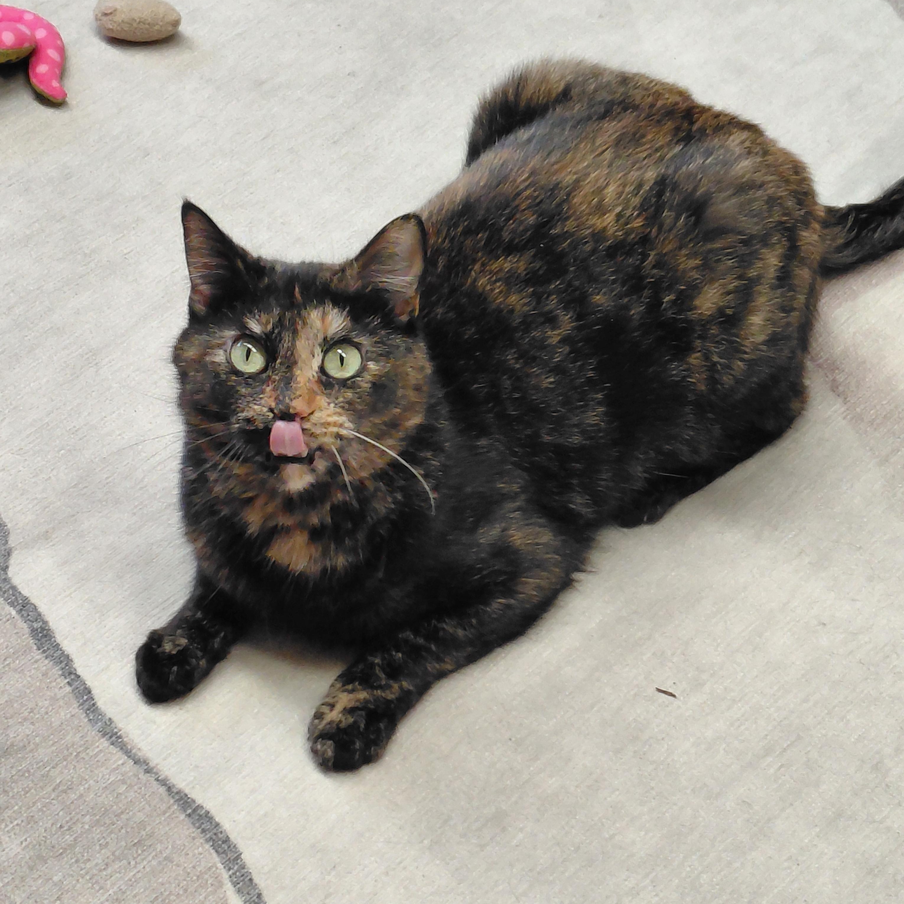 Enlarge Kaley, a ADOPTABLE mixed breed in Hermosa Beach, CA image 4/5