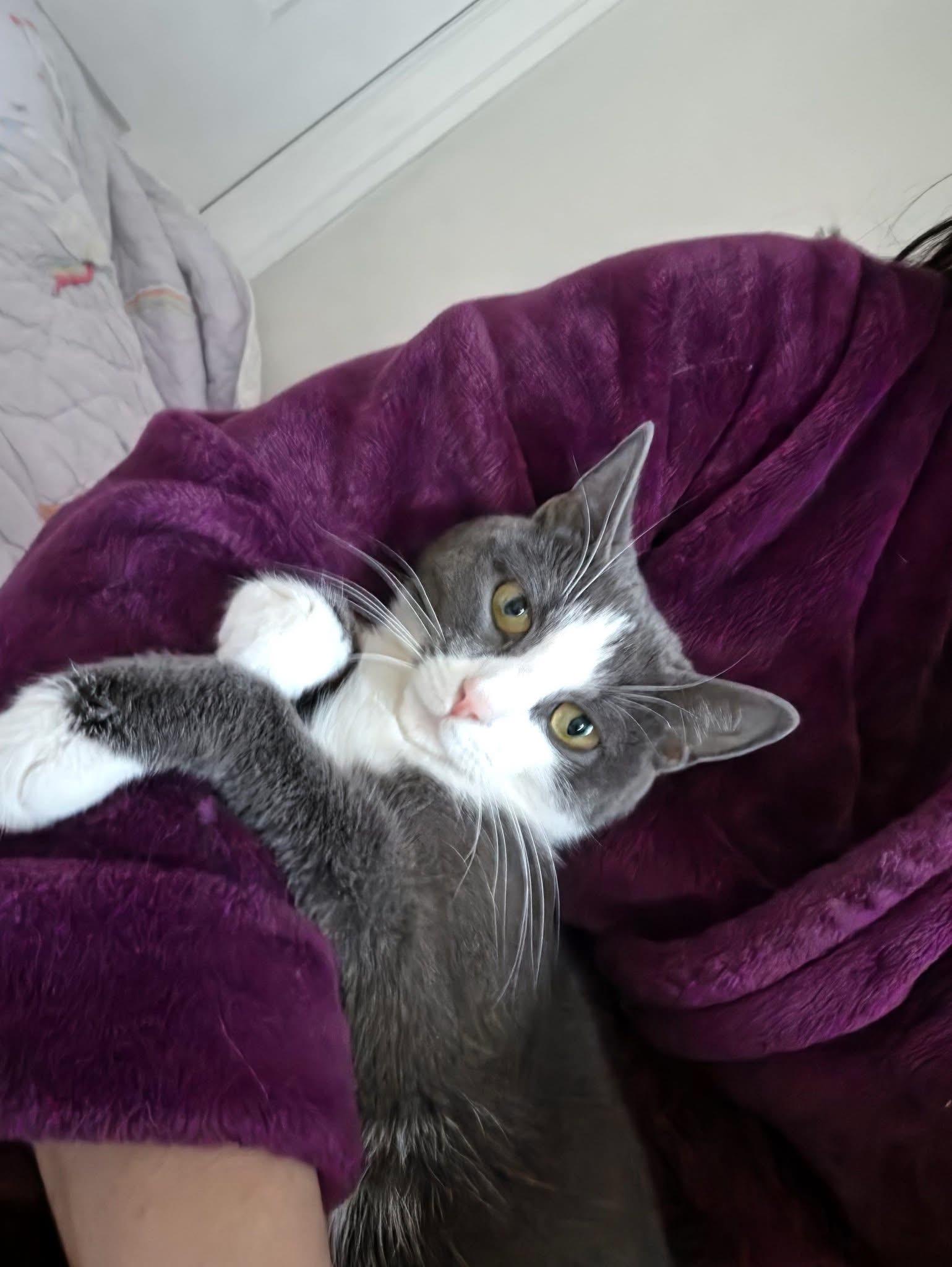 Enlarge Lil Bit , a ADOPTABLE Domestic Short Hair in Enfield, CT image 2/2