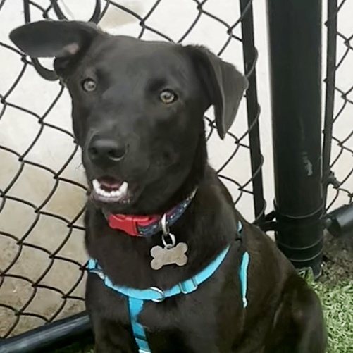 Enlarge Monica, a Adoptable mixed breed in Oklahoma City, OK image 5/6