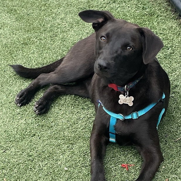 Enlarge Monica, a Adoptable mixed breed in Oklahoma City, OK image 3/6