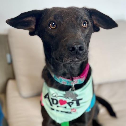 Enlarge Monica, a Adoptable mixed breed in Oklahoma City, OK image 6/6