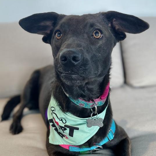 Enlarge Monica, a Adoptable mixed breed in Oklahoma City, OK image 1/6