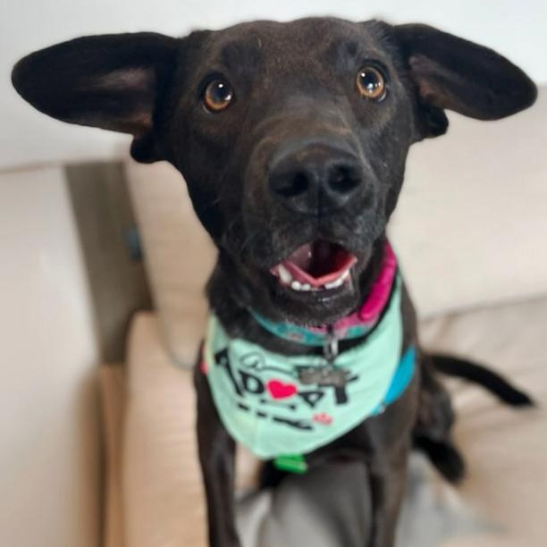 Enlarge Monica, a Adoptable mixed breed in Oklahoma City, OK image 2/6