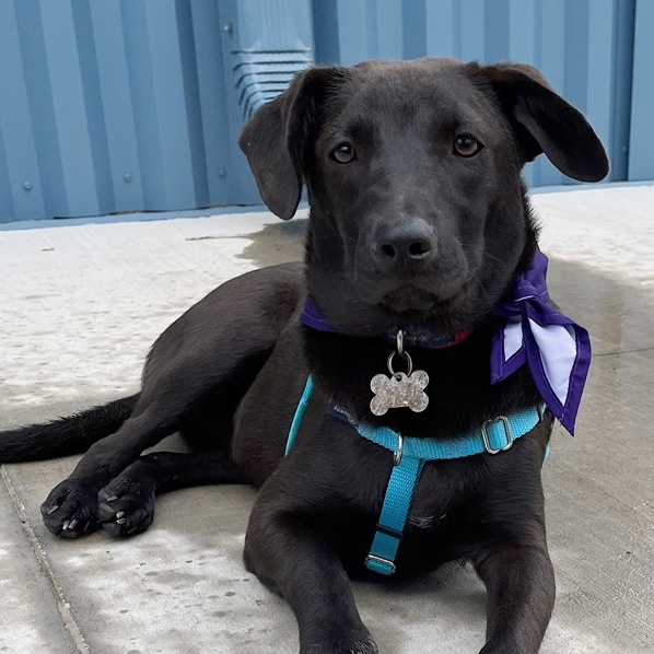 Enlarge Monica, a Adoptable mixed breed in Oklahoma City, OK image 4/6