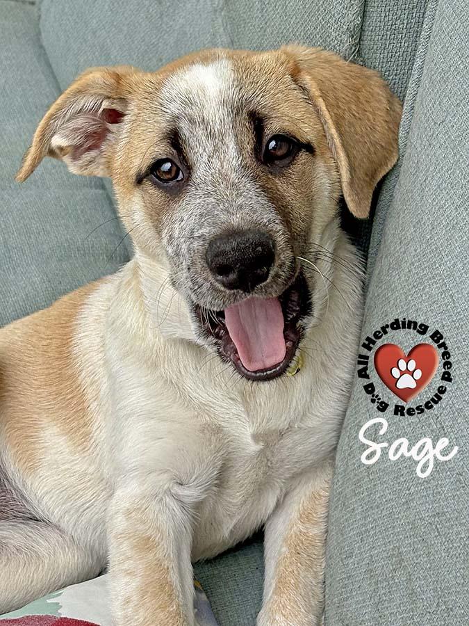 Sage