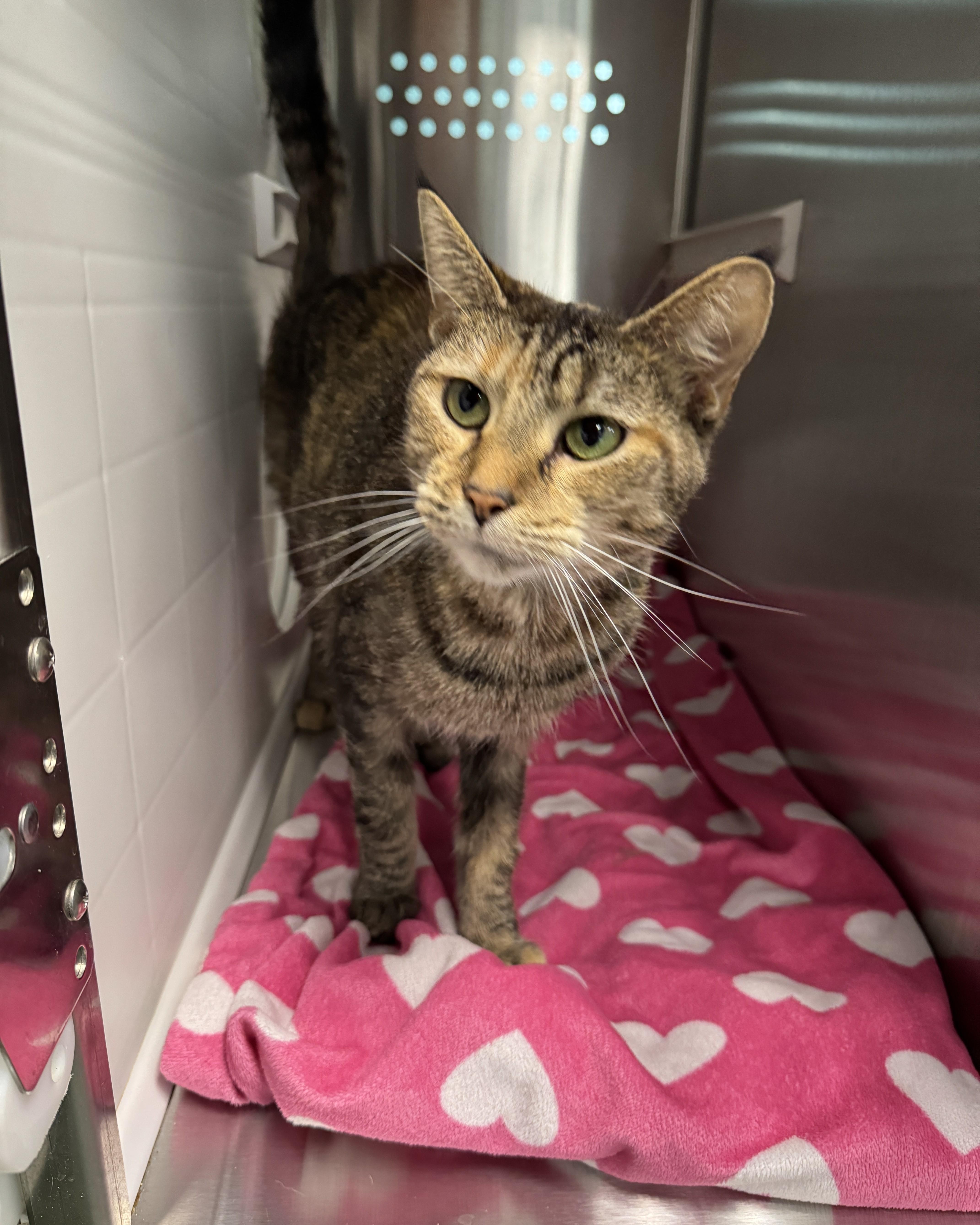 Dawndi, adoptable, Adult Female Domestic Short Hair.
