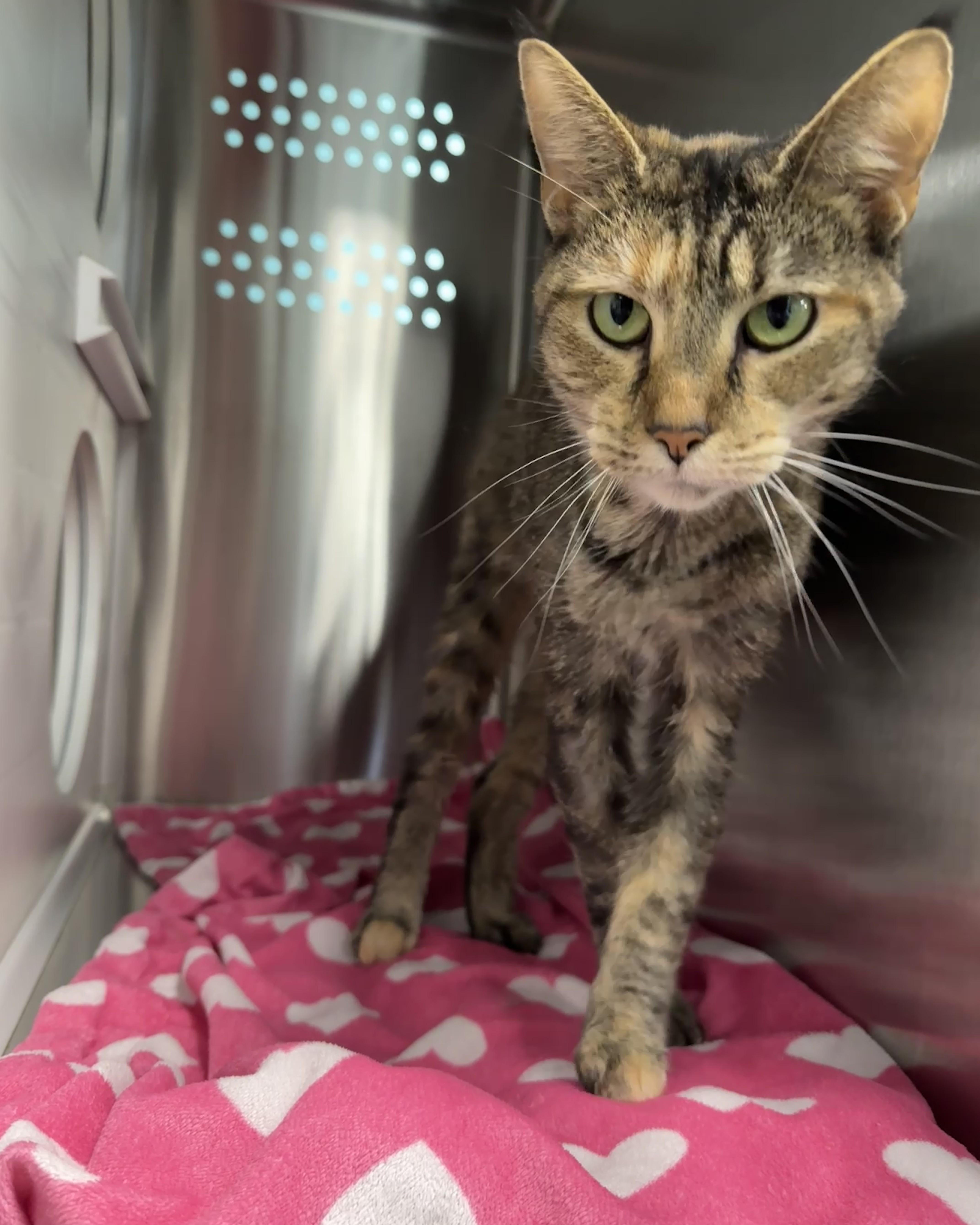 Dawndi, an adoptable Domestic Short Hair in Seneca, PA image 2/6