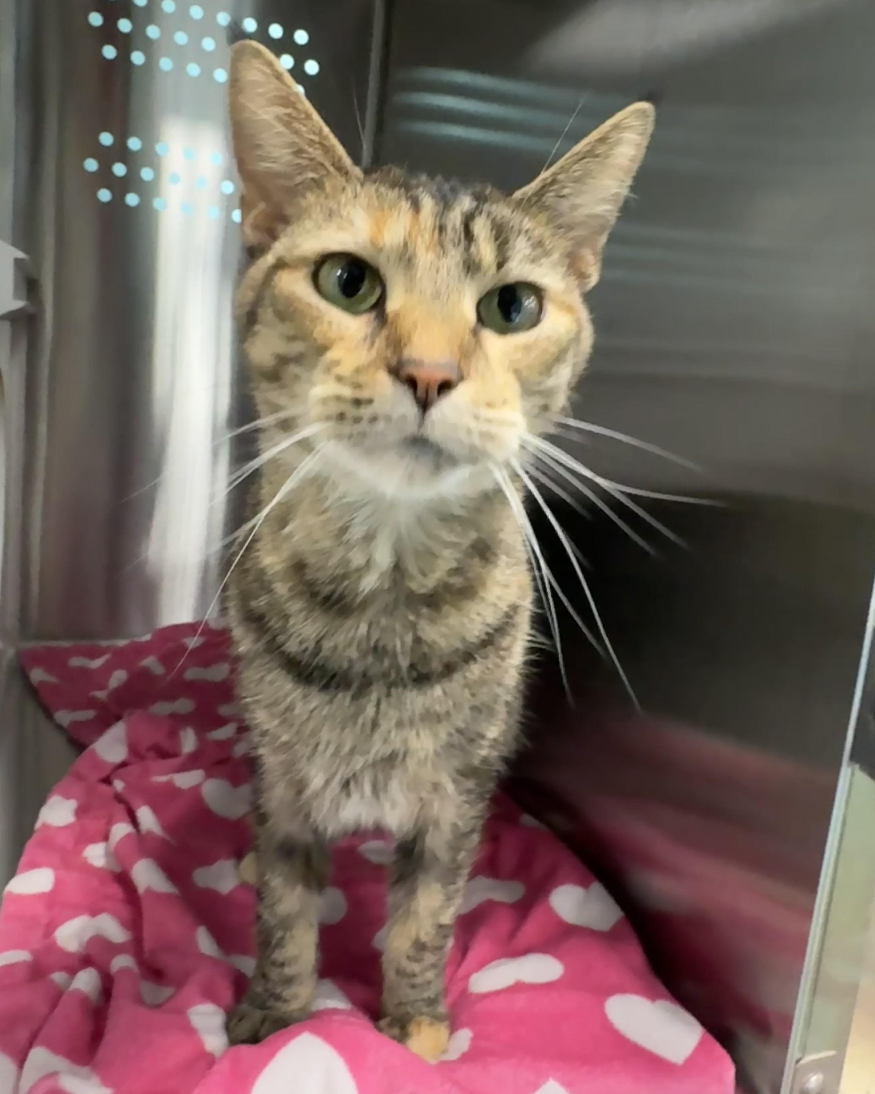 Dawndi, an adoptable Domestic Short Hair in Seneca, PA image 3/6