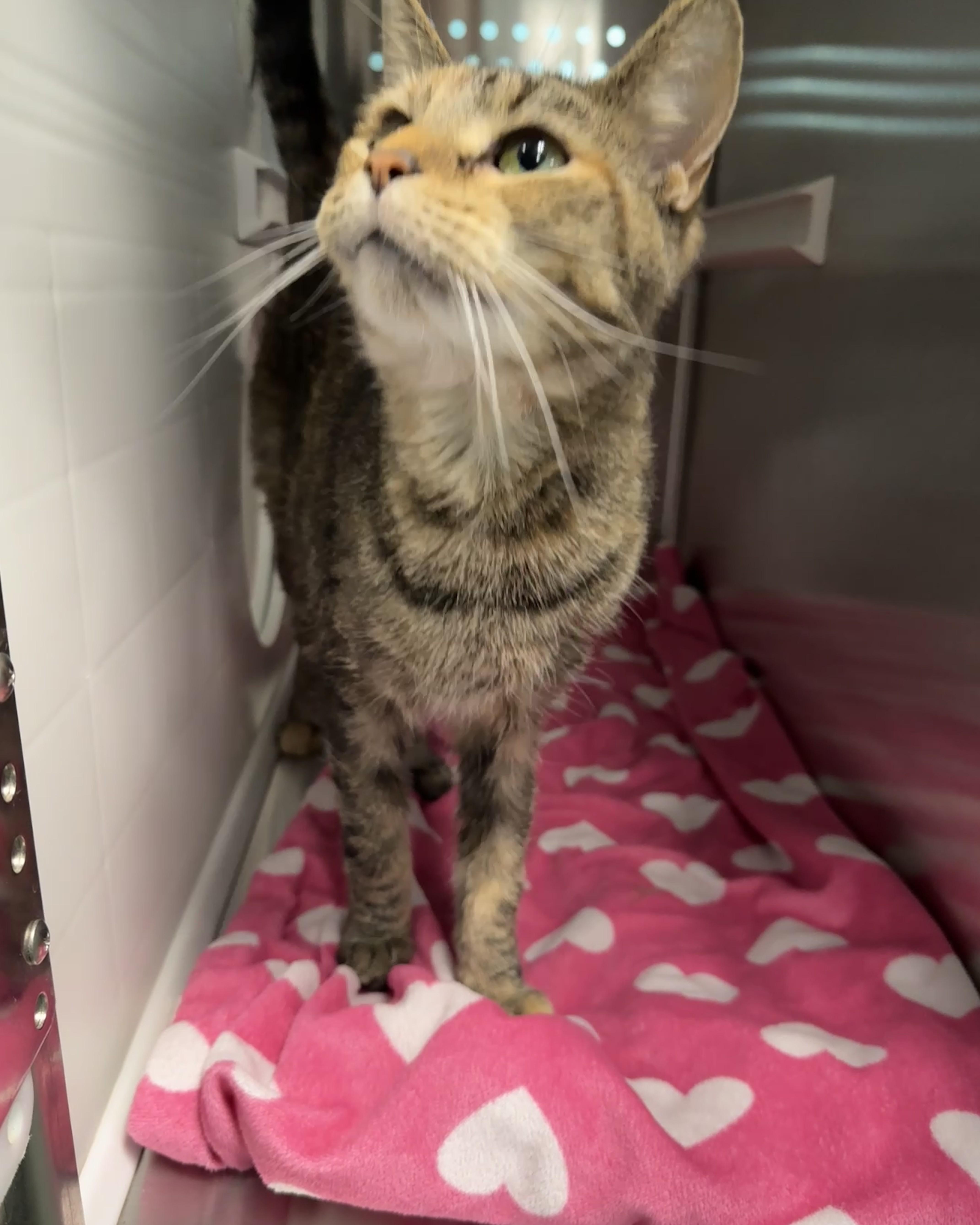 Dawndi, an adoptable Domestic Short Hair in Seneca, PA image 4/6