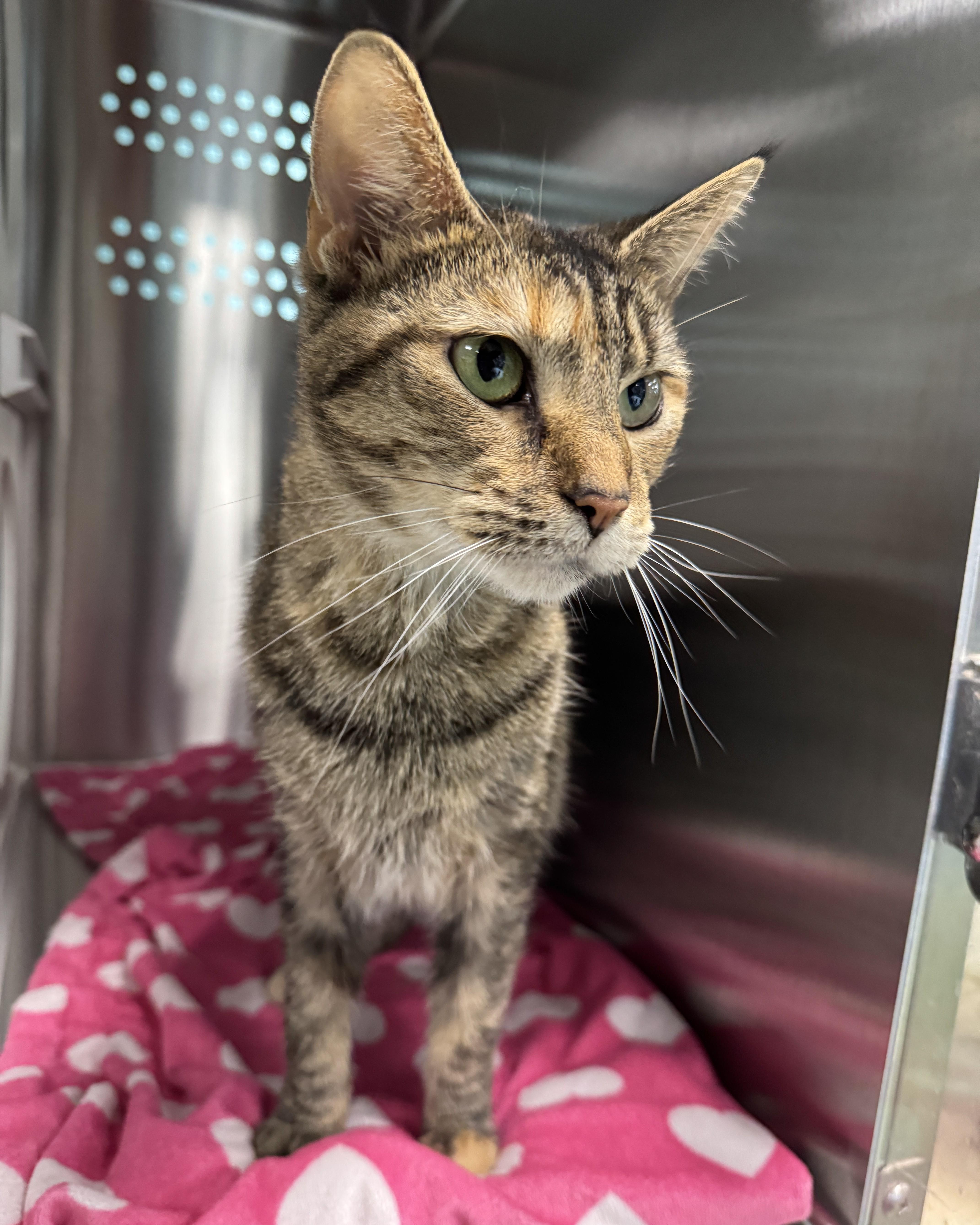 Dawndi, an adoptable Domestic Short Hair in Seneca, PA image 5/6
