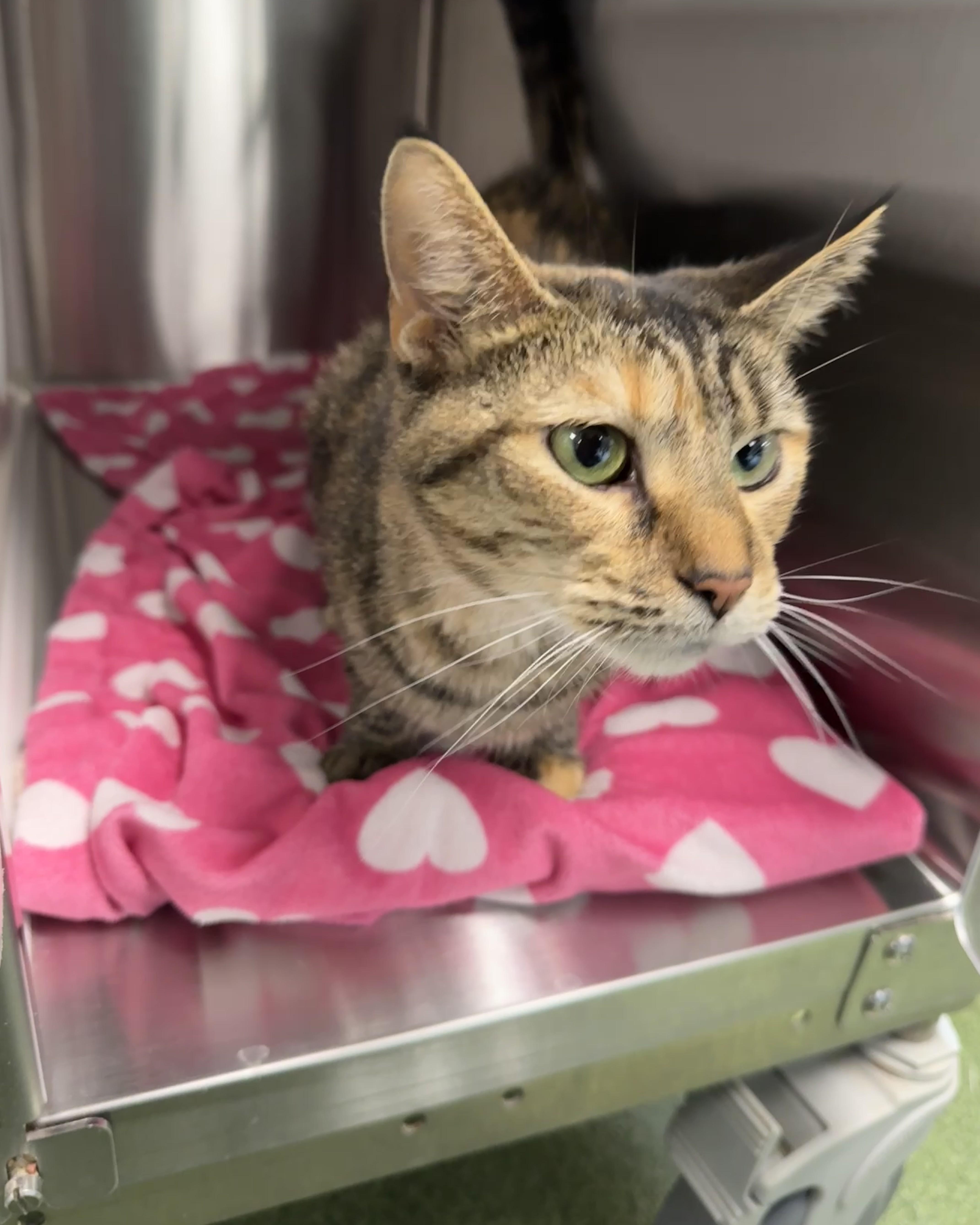 Dawndi, an adoptable Domestic Short Hair in Seneca, PA image 6/6