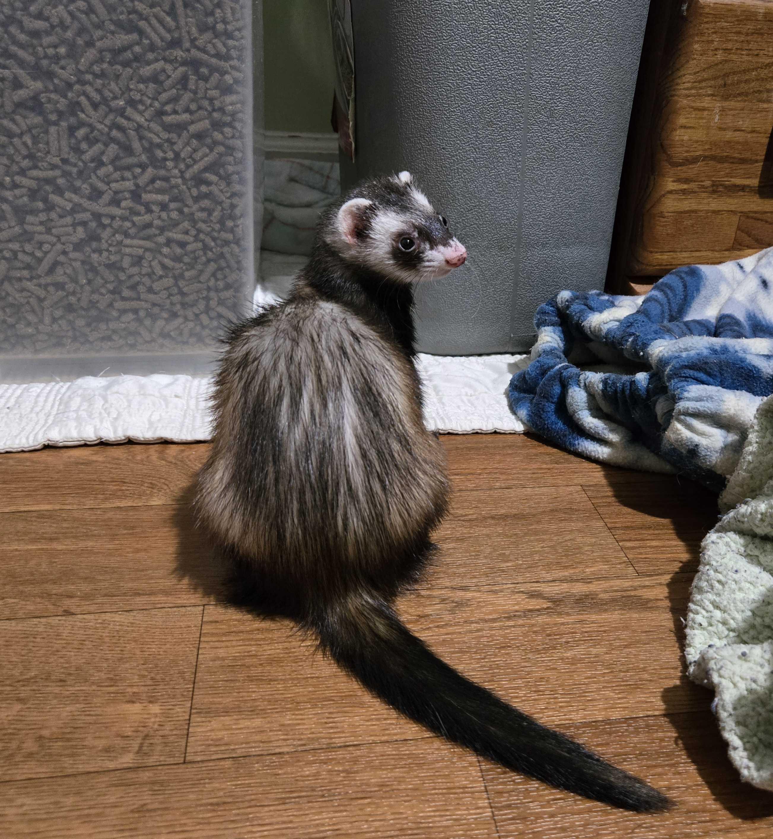 Enlarge Tootsie, a ADOPTABLE Ferret in Acworth, GA image 1/1