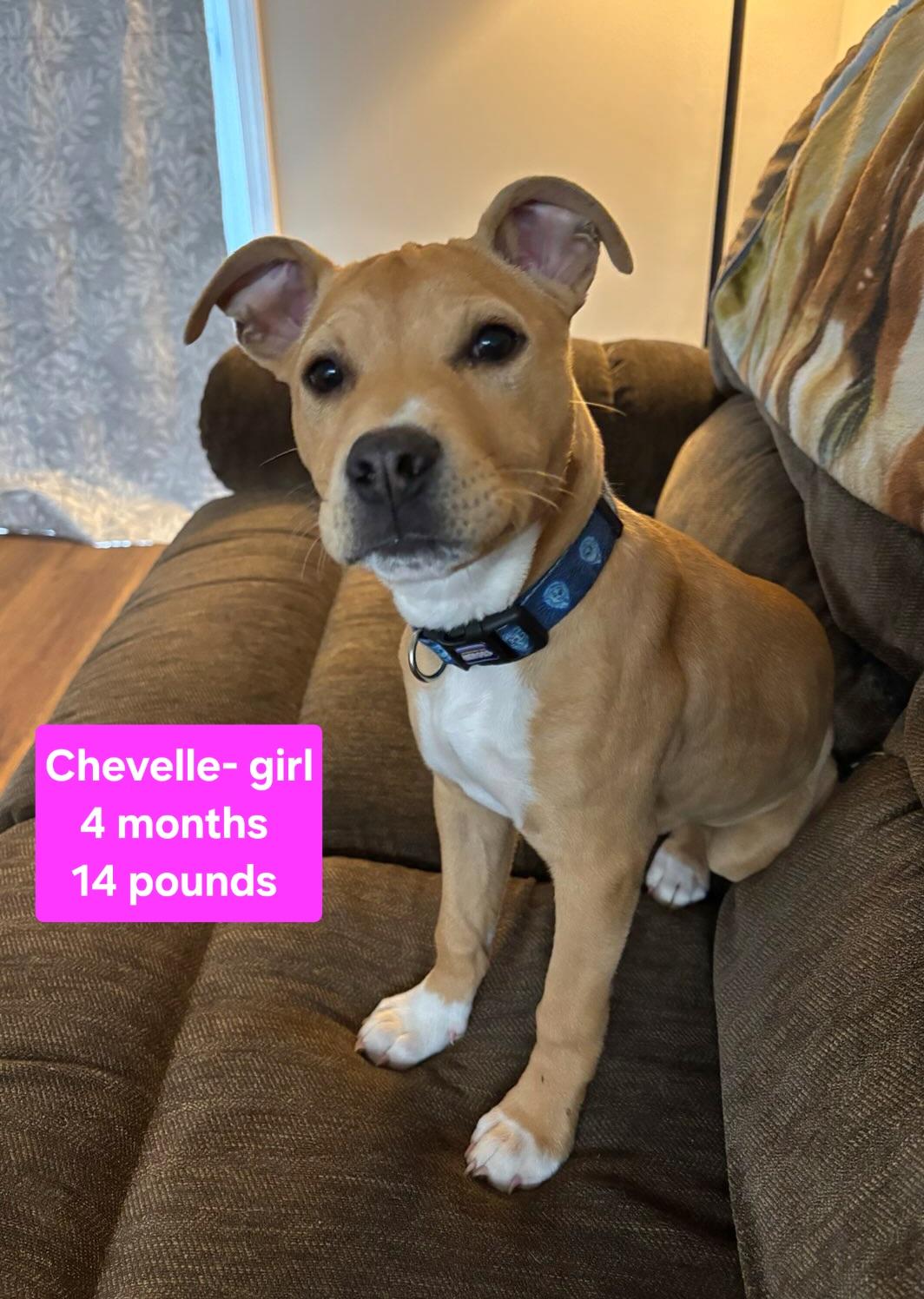 Chevy, adopted, Puppy Female Terrier.