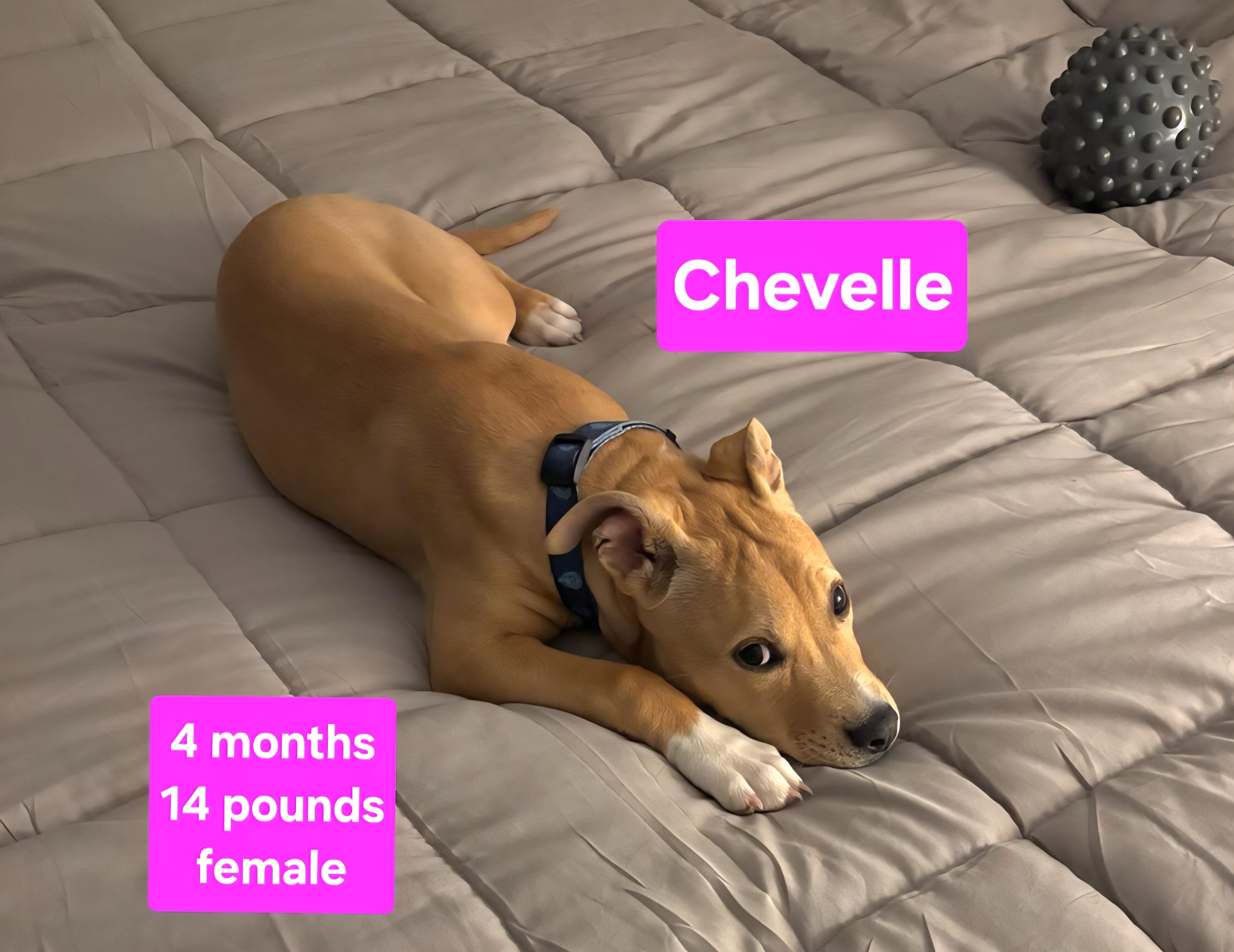 Enlarge Chevy, an adopted mixed breed in Clinton, MO image 2/2