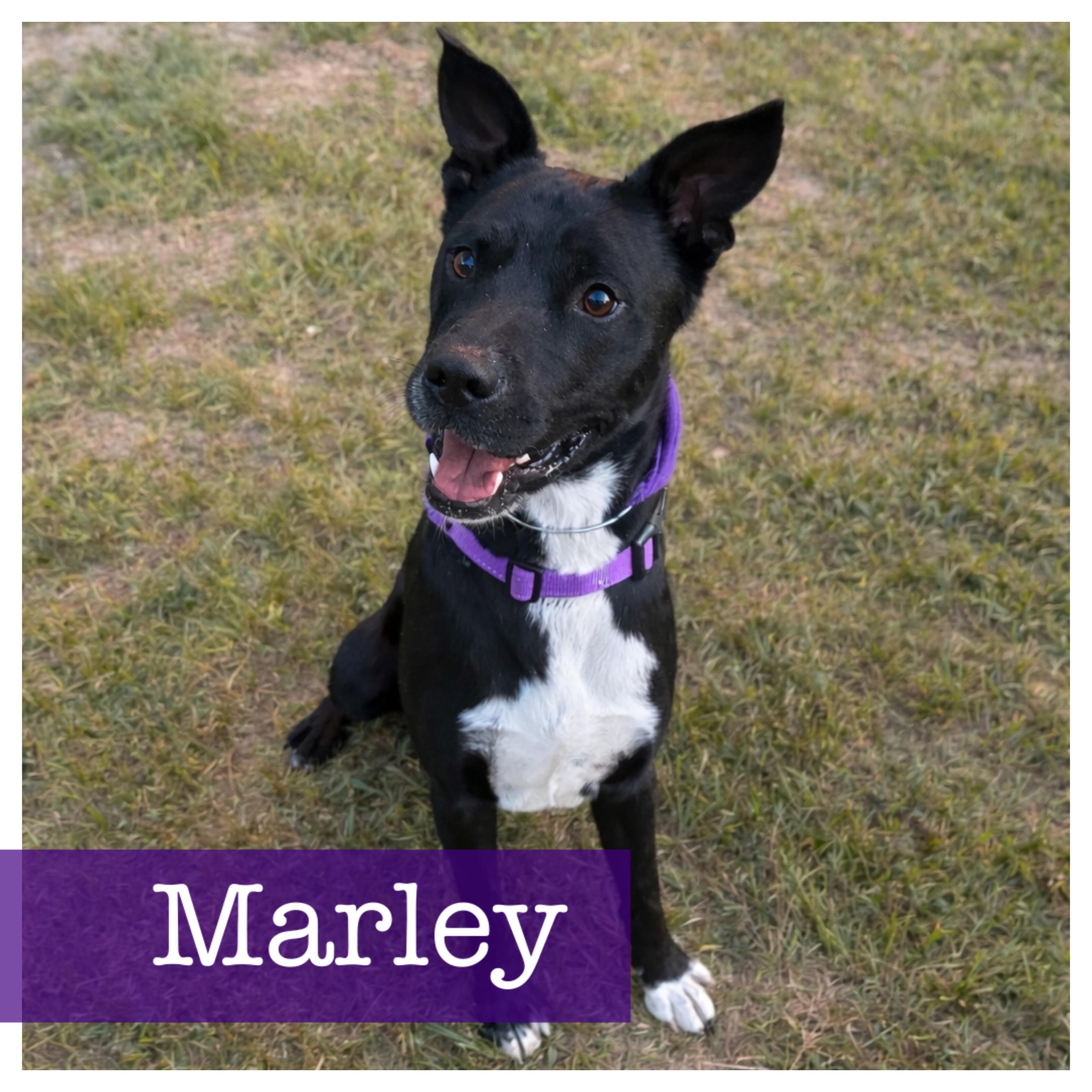 Enlarge Marley, a Adoptable mixed breed in Cumming, GA image 1/6
