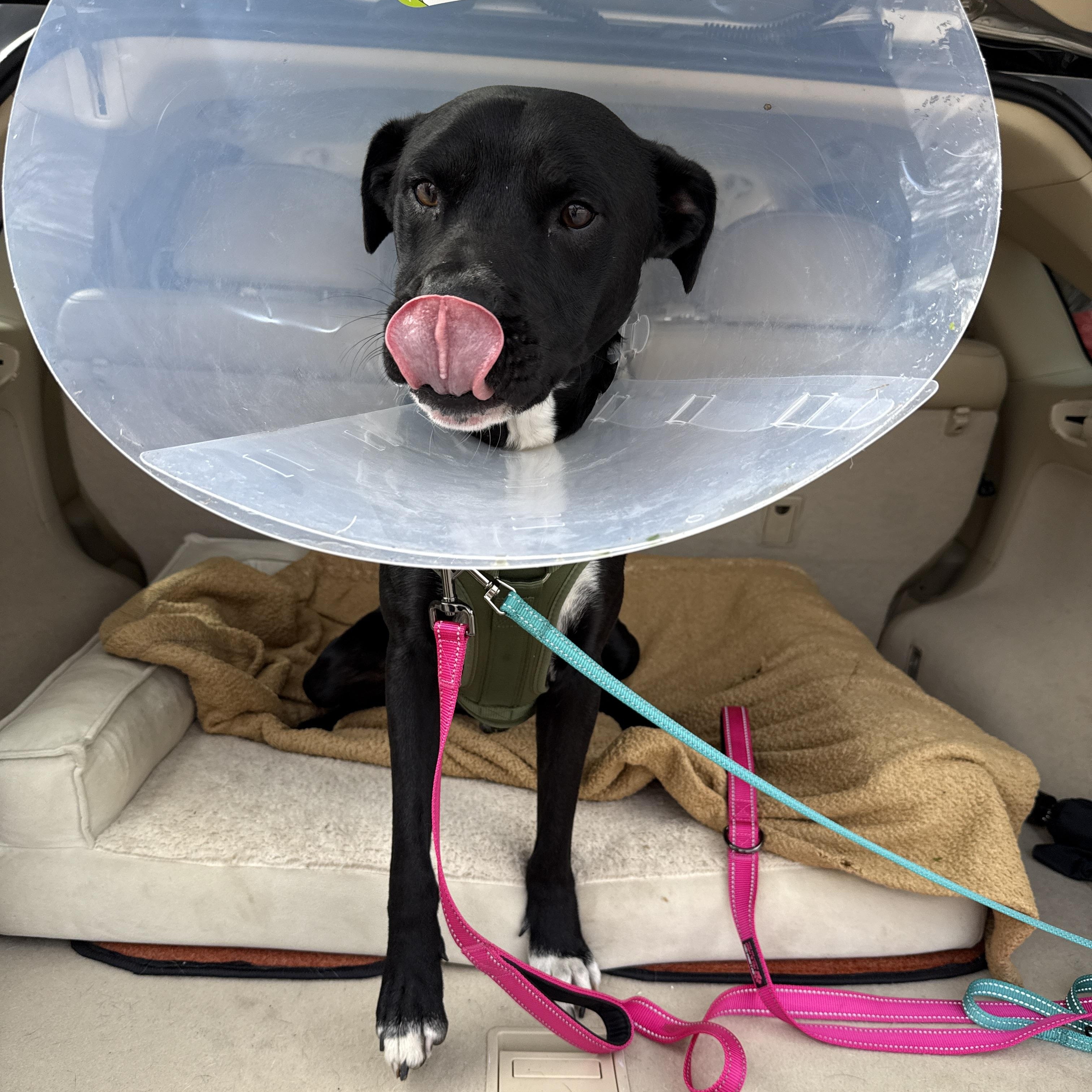 Enlarge Marley, a Adoptable mixed breed in Cumming, GA image 2/6