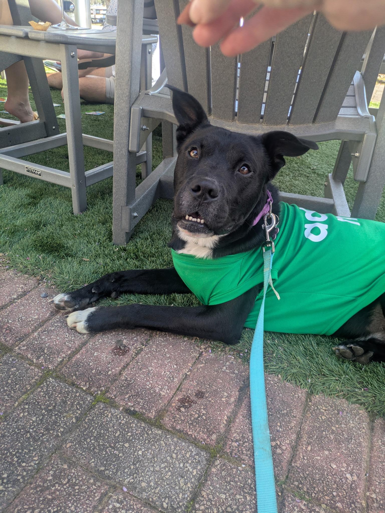 Enlarge Marley, a Adoptable mixed breed in Cumming, GA image 5/6