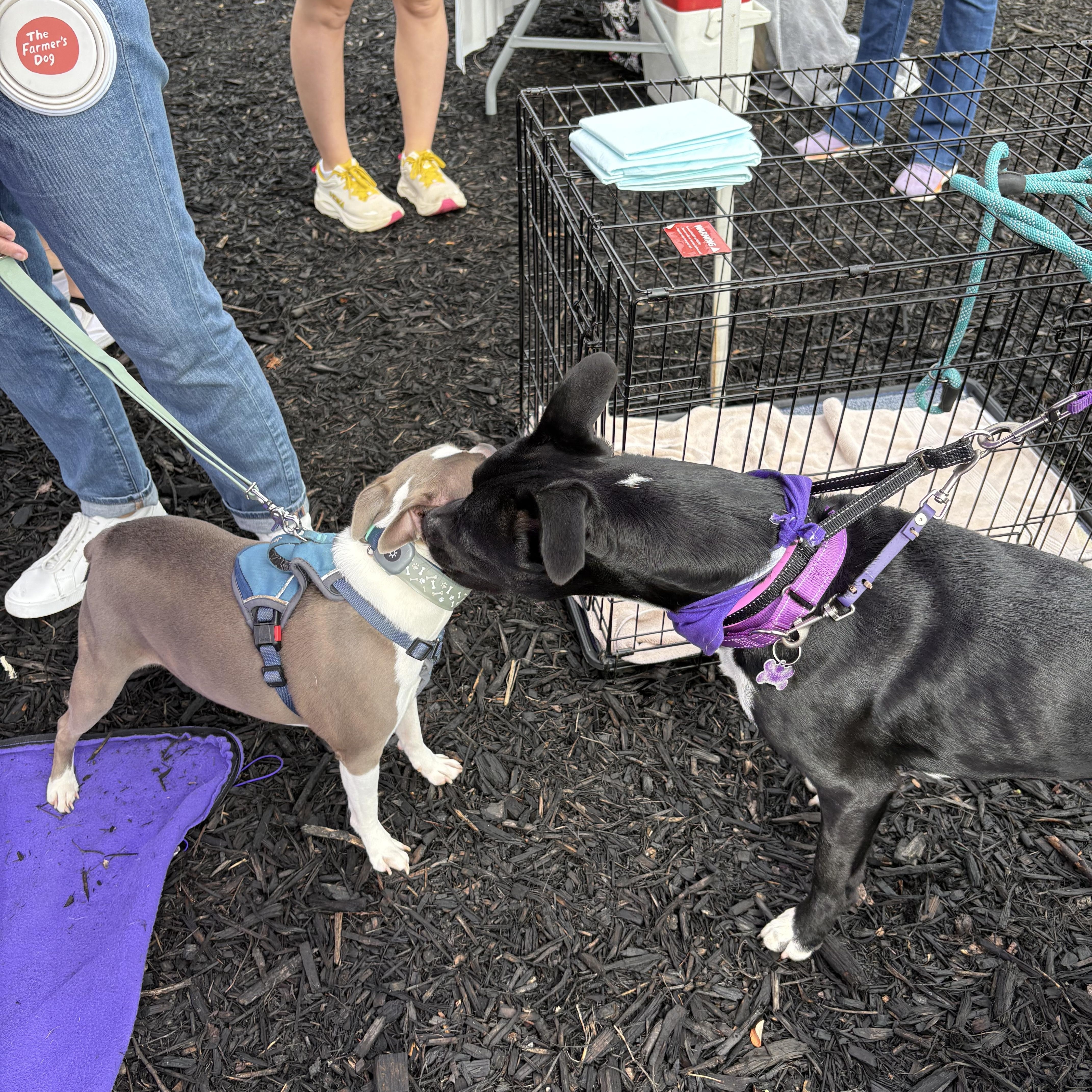 Enlarge Marley, a Adoptable mixed breed in Cumming, GA image 4/6