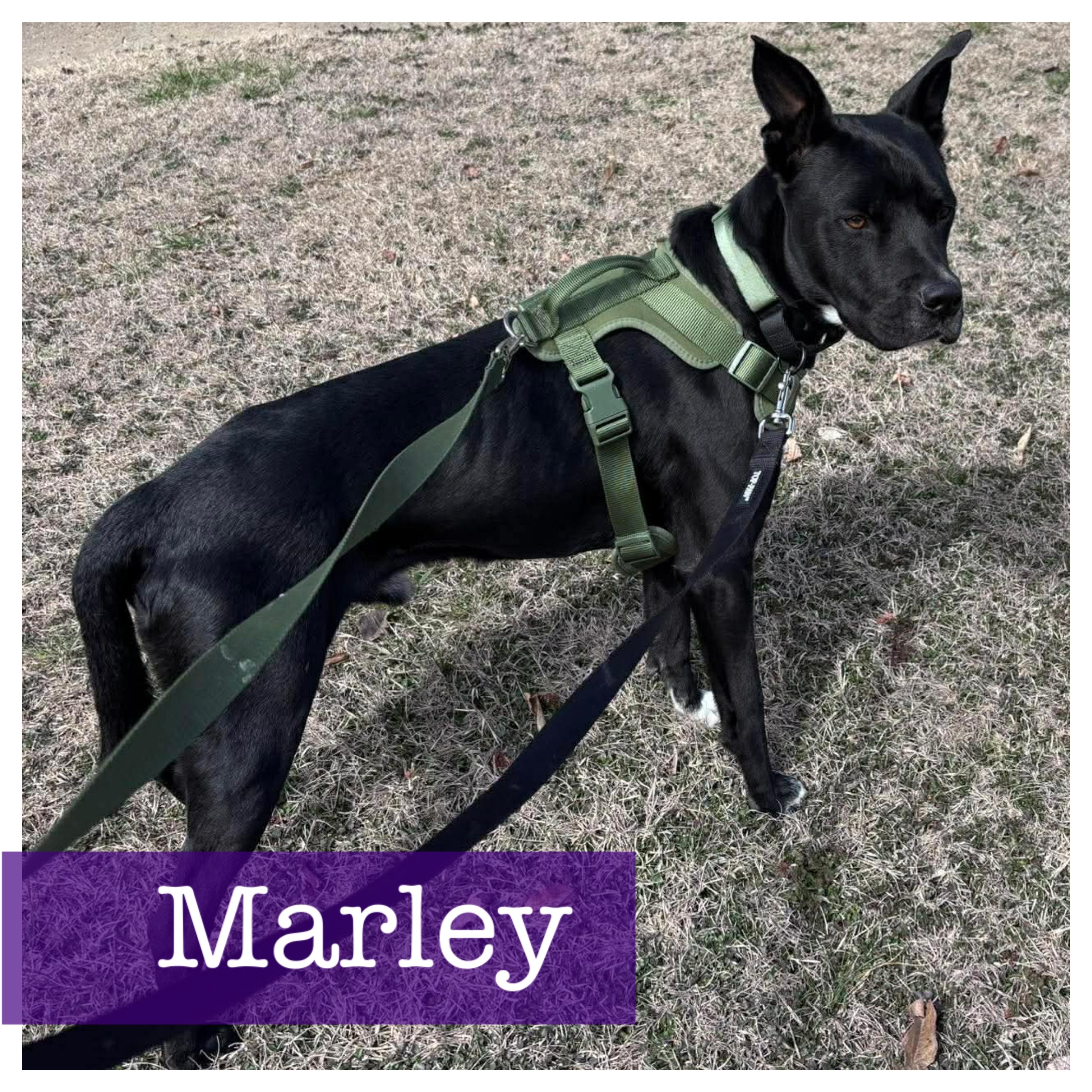 Marley, Adoptable, Young Male Black Labrador Retriever & Terrier.