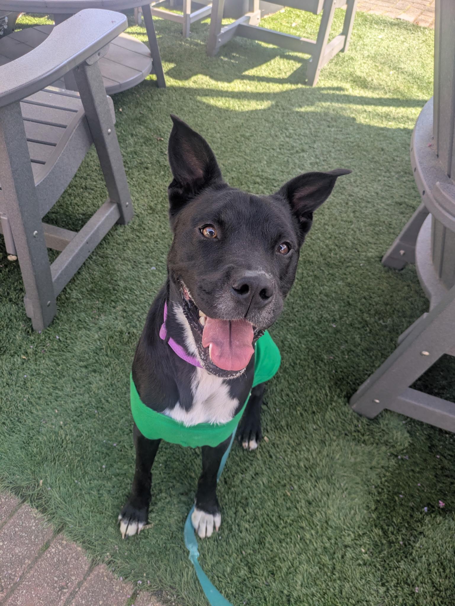 Enlarge Marley, a Adoptable mixed breed in Cumming, GA image 6/6