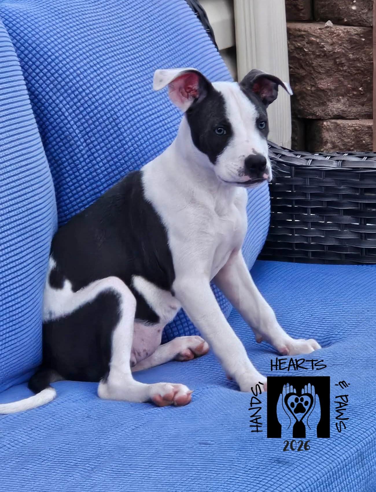 Pepita, Adoptable, Puppy Female Pit Bull Terrier.