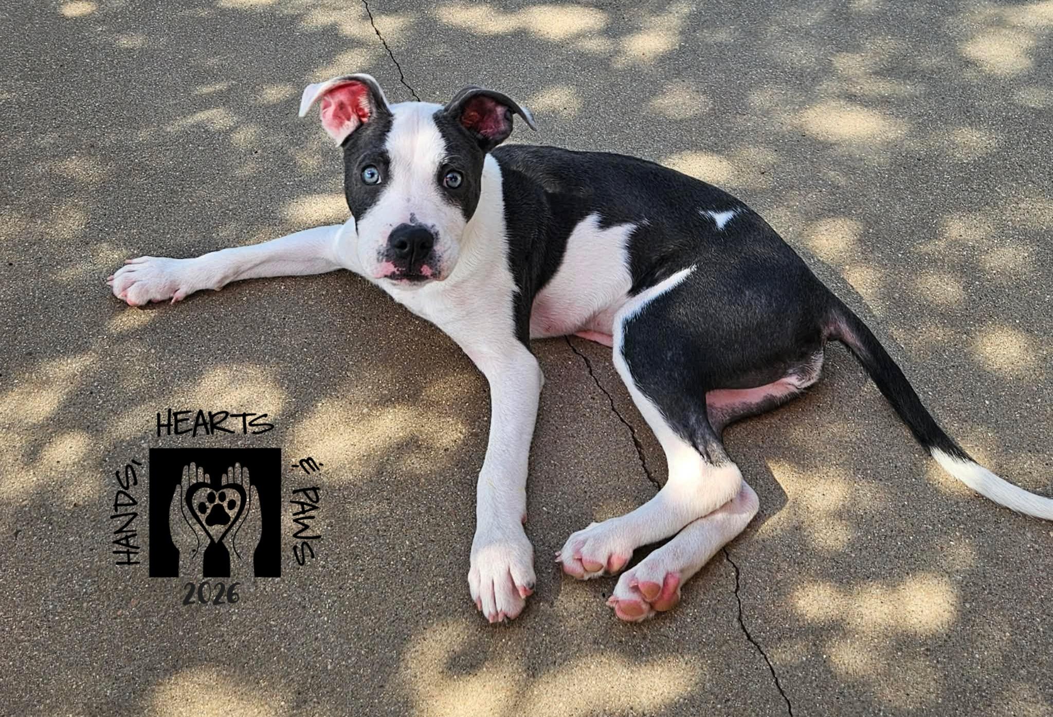 Pepita, a Adoptable mixed breed in Omaha, NE image 2/2