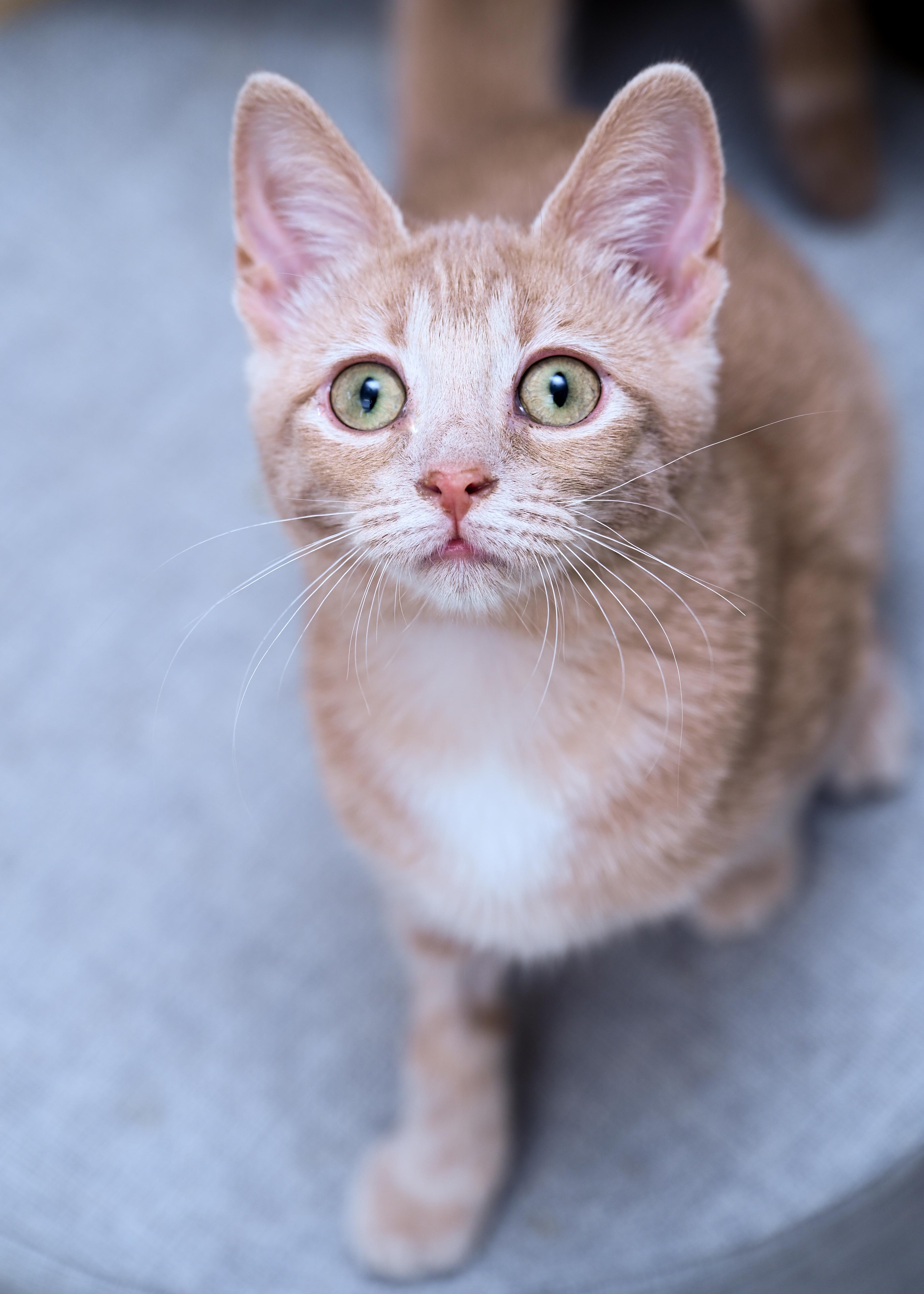 Jubilee, an adopted mixed breed in Chattanooga, TN image 3/4