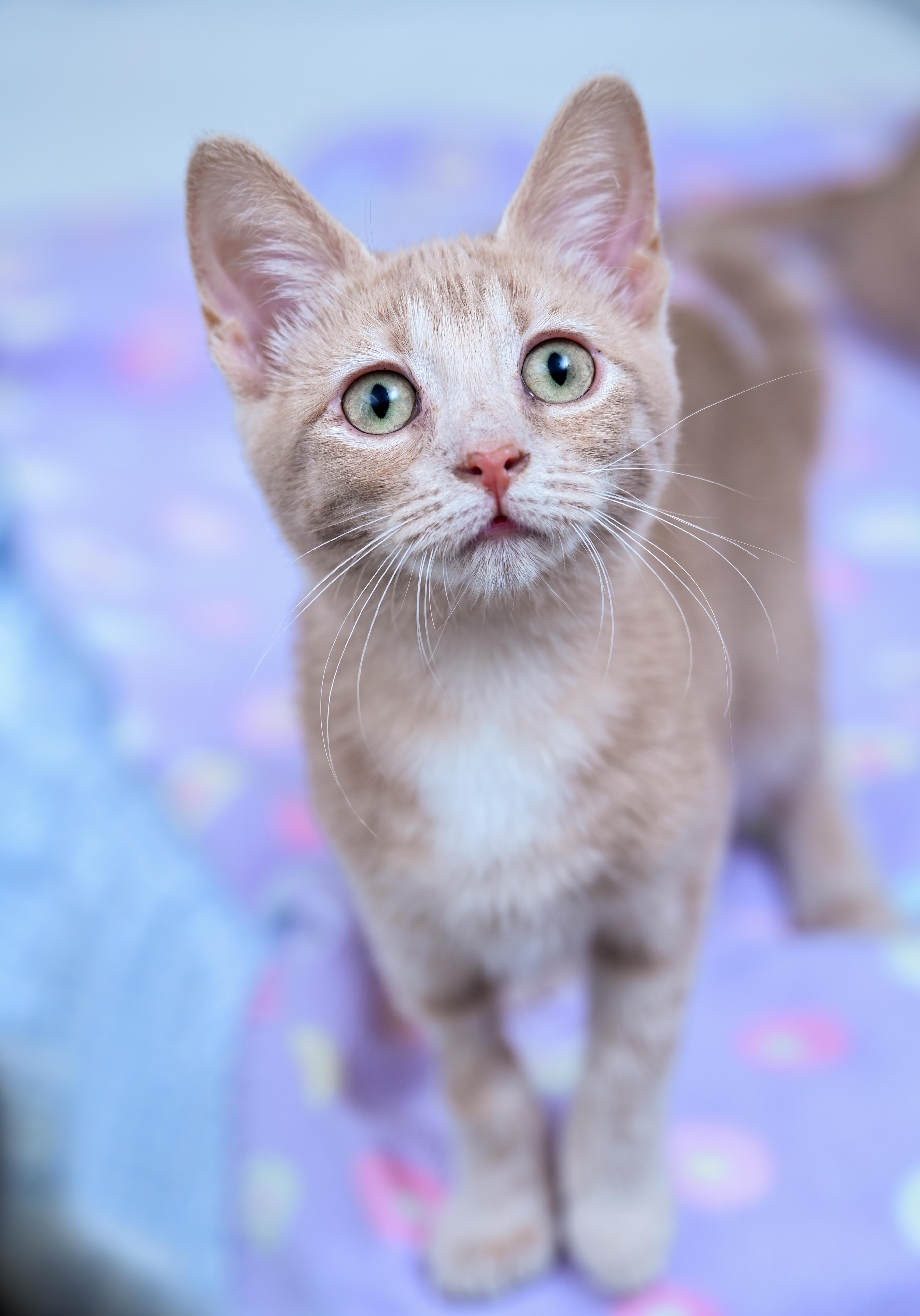 Jubilee, an adopted mixed breed in Chattanooga, TN image 1/4
