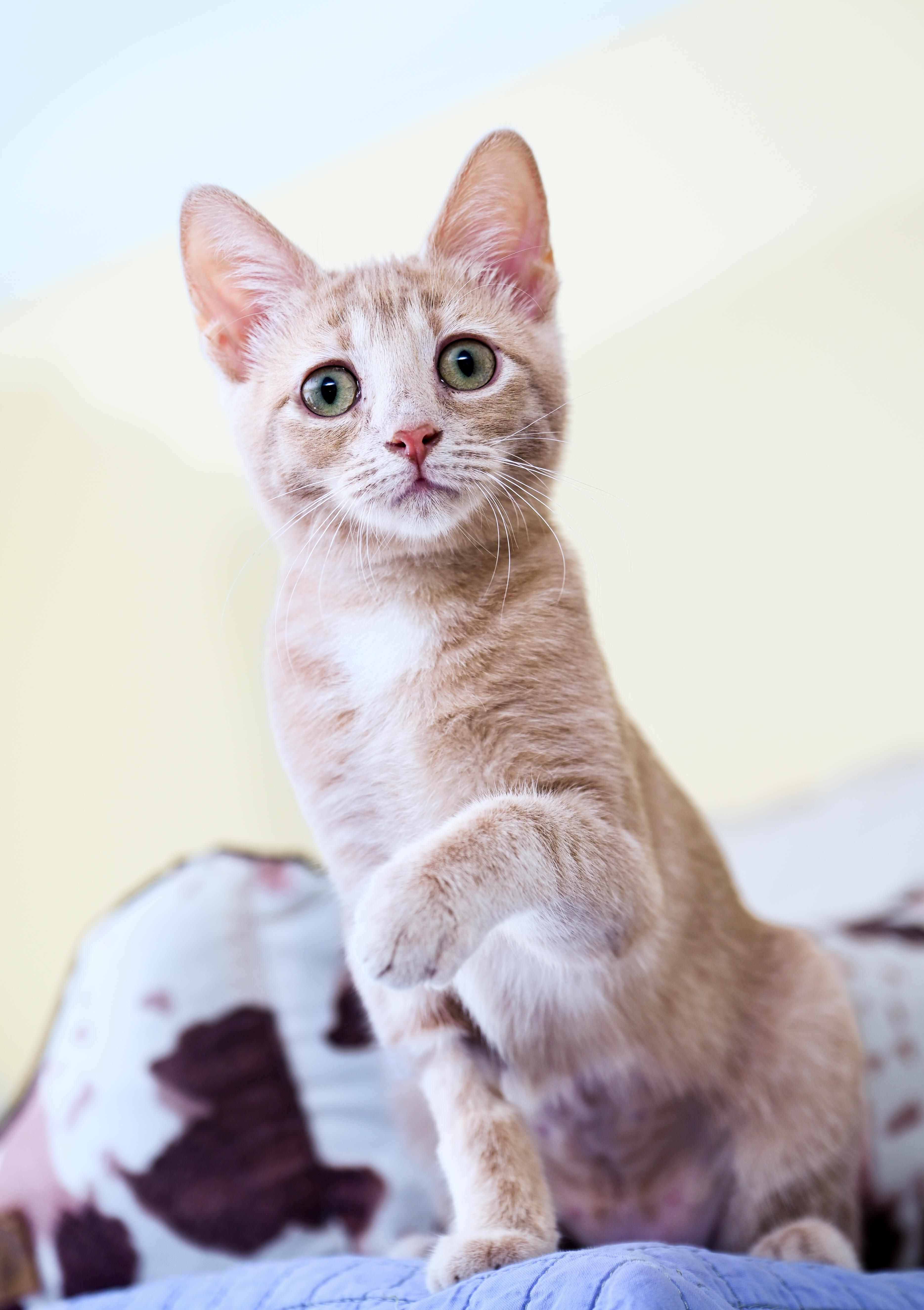Jubilee, an adopted mixed breed in Chattanooga, TN image 2/4