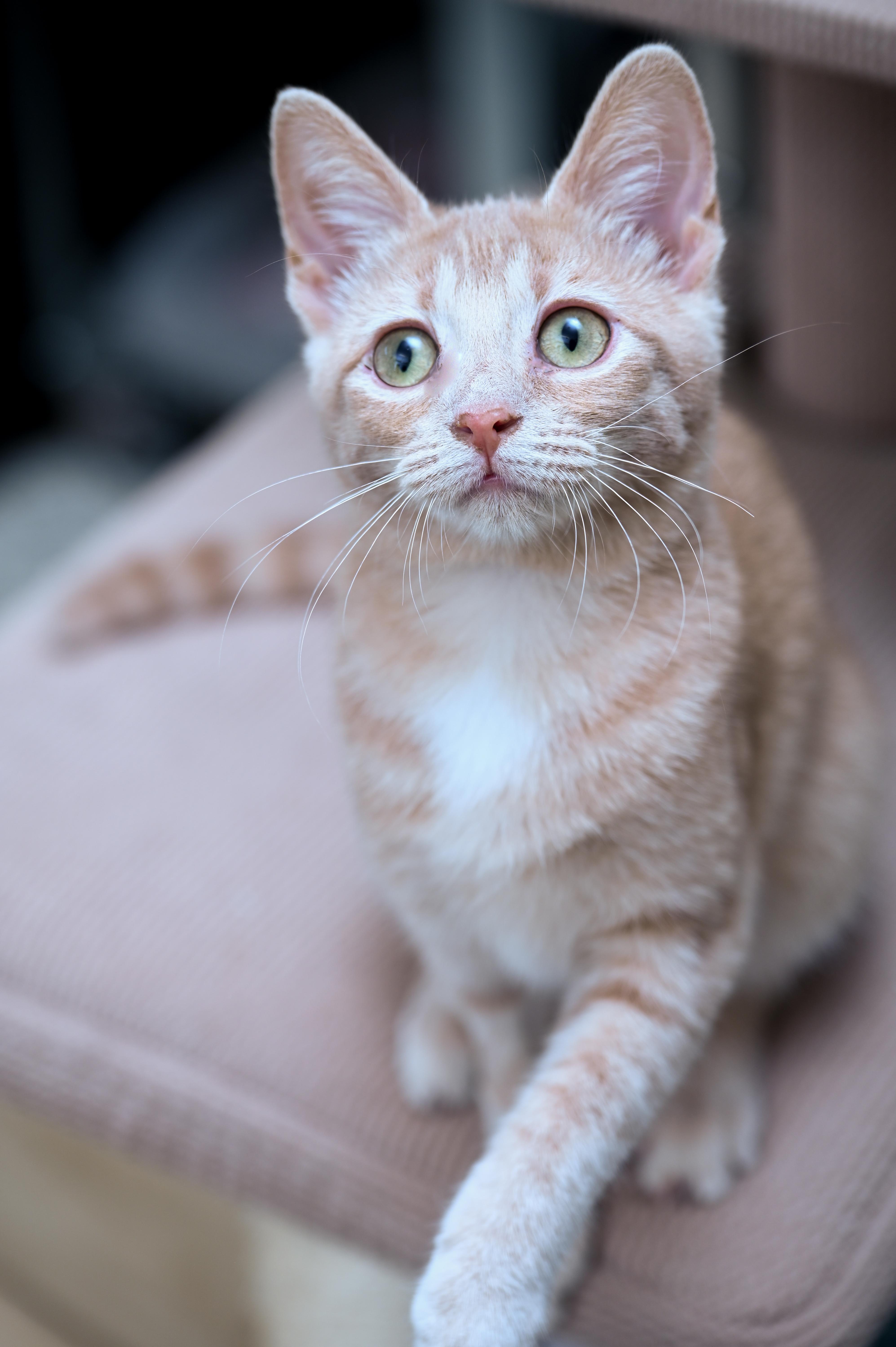Jubilee, an adopted mixed breed in Chattanooga, TN image 4/4
