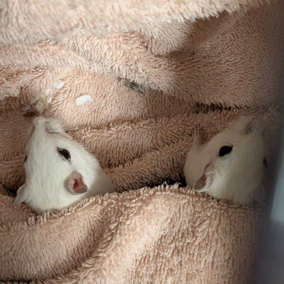 Enlarge Tail Swiper, a Adoptable Gerbil in Fairport, NY image 1/1