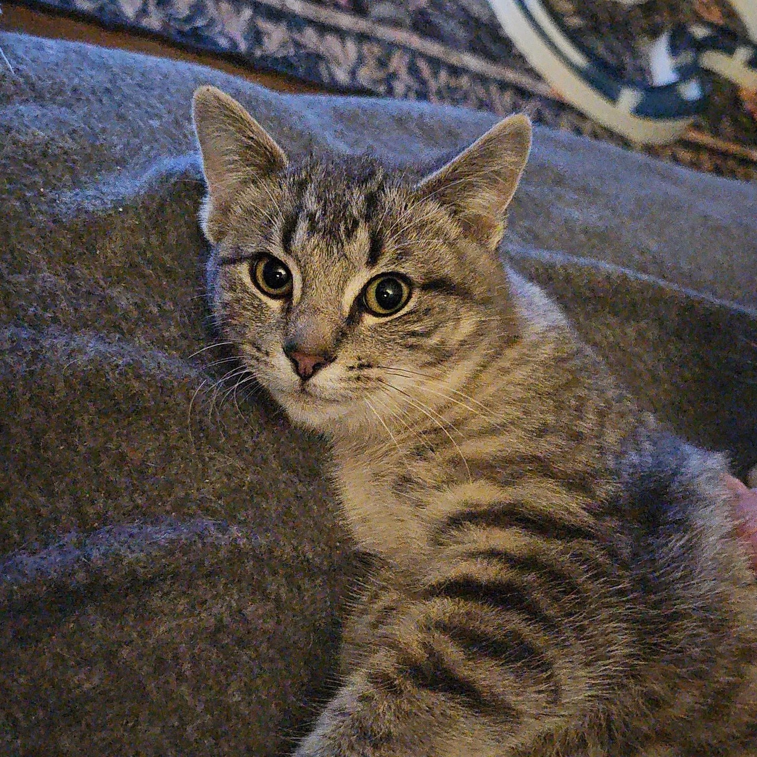 Tigger, adopted, Kitten Male Domestic Short Hair.