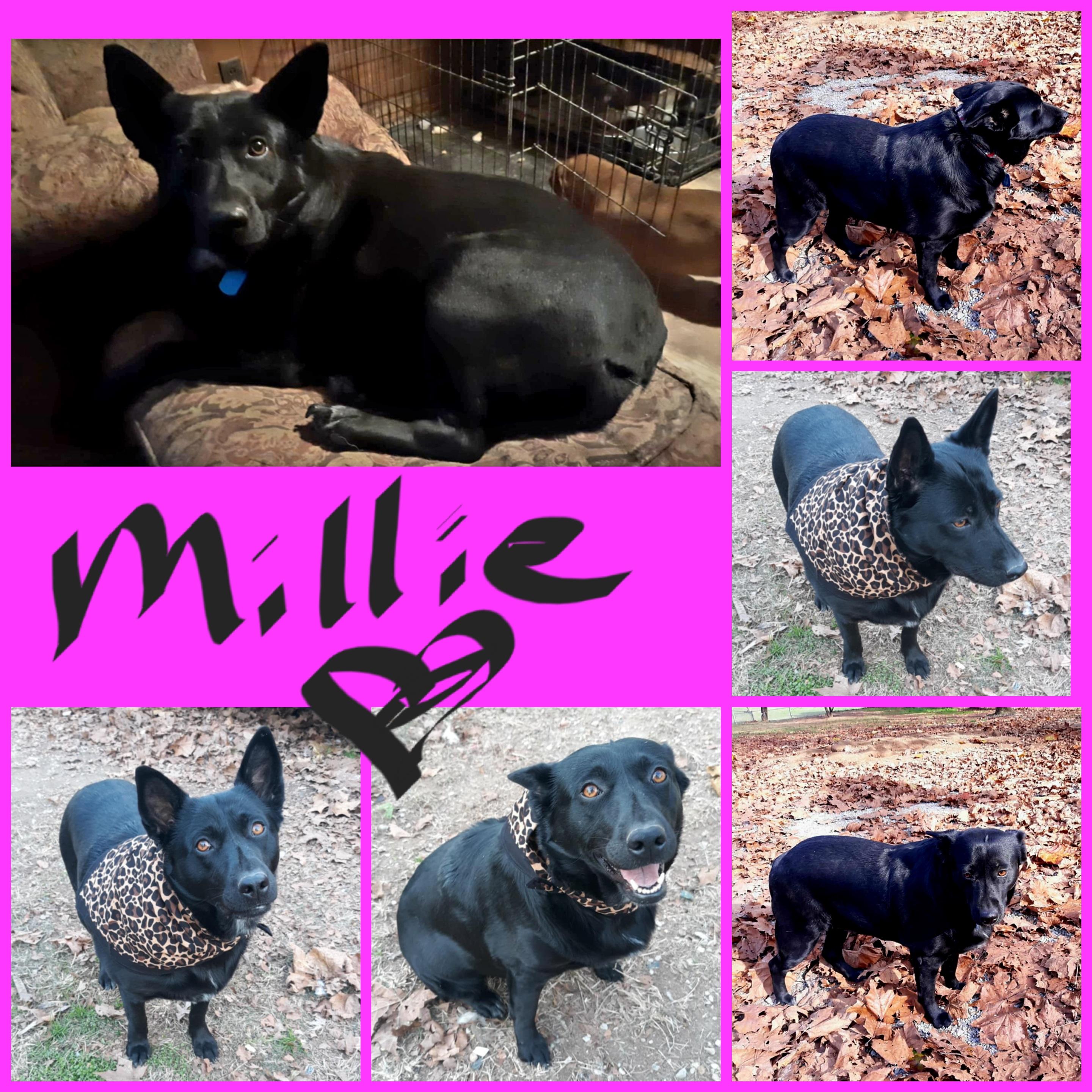 MILLIE, an adoptable Australian Kelpie, Corgi in Jackson, TN, 38301 | Photo Image 1
