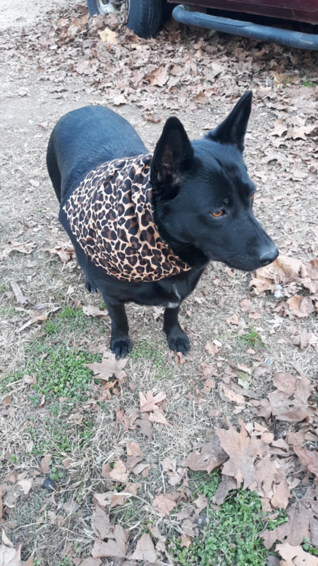 MILLIE, an adoptable Australian Kelpie, Corgi in Jackson, TN, 38301 | Photo Image 3