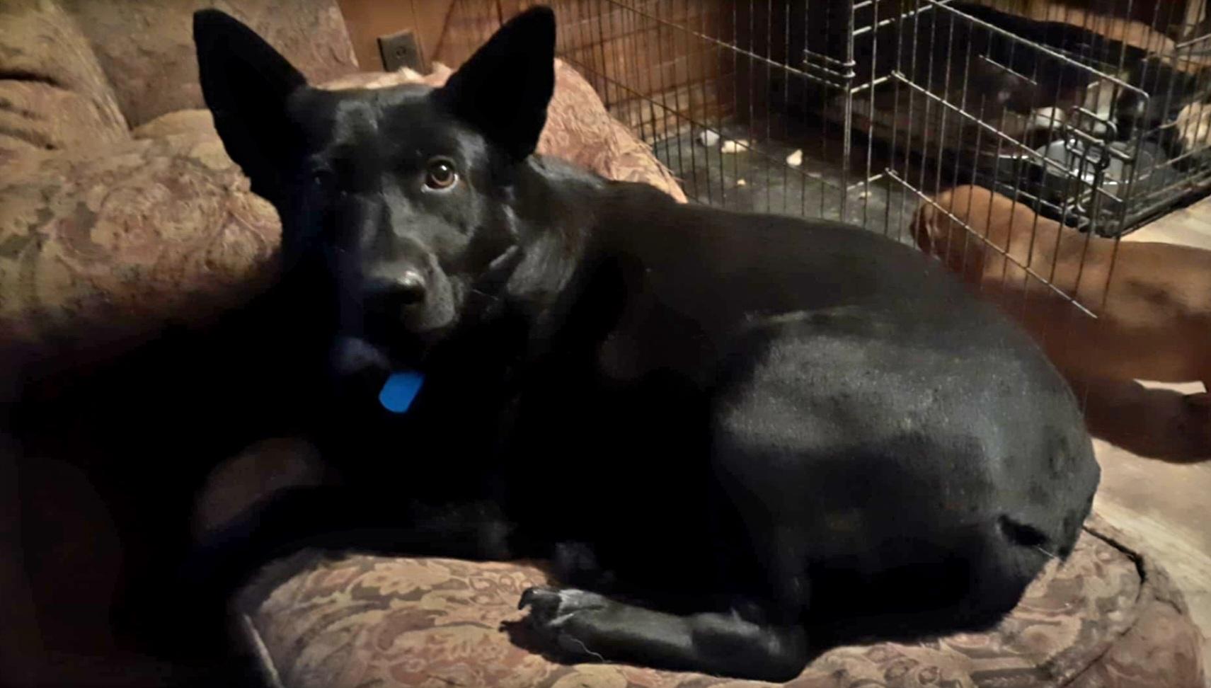MILLIE, an adoptable Australian Kelpie, Corgi in Jackson, TN, 38301 | Photo Image 4